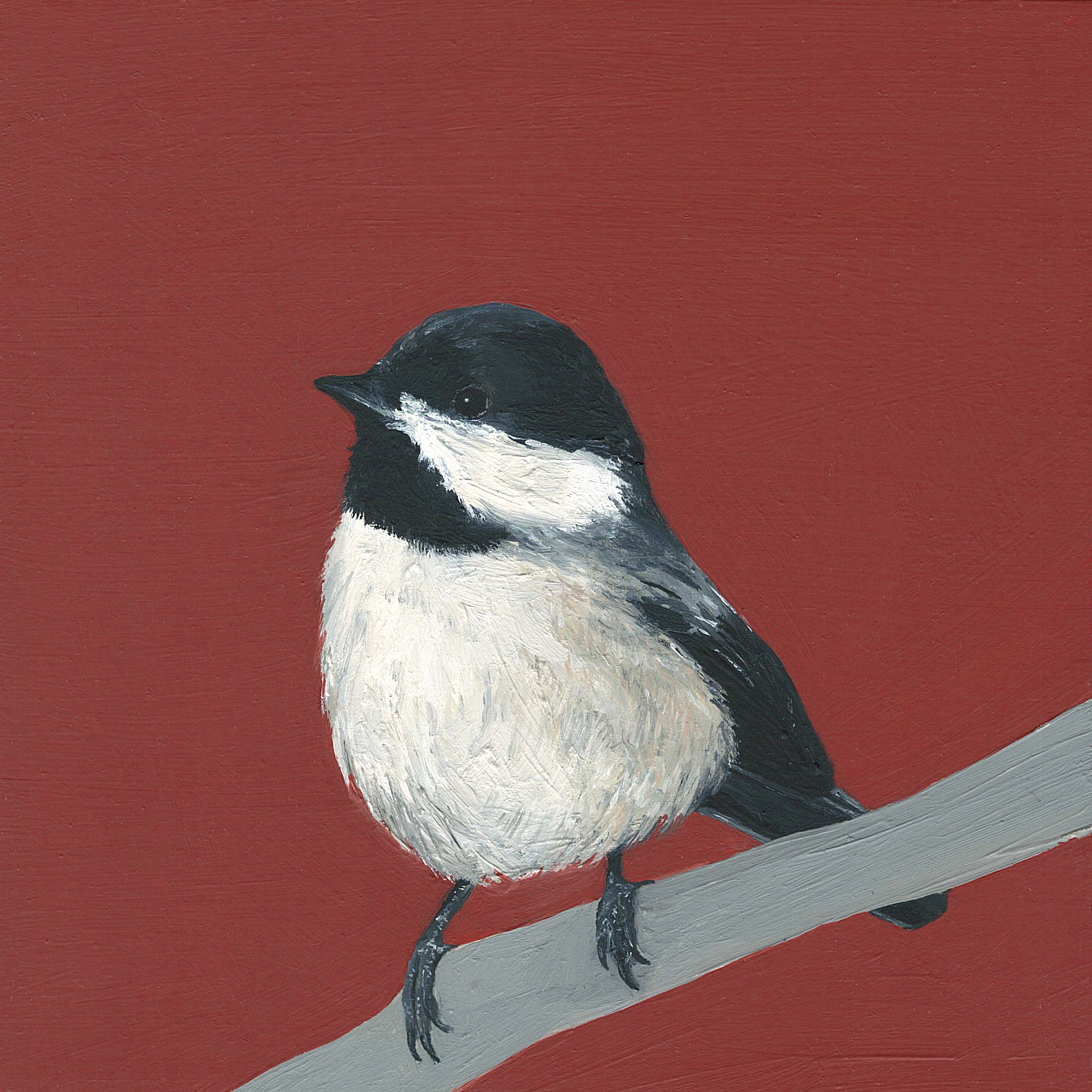 carolina chickadee.jpg