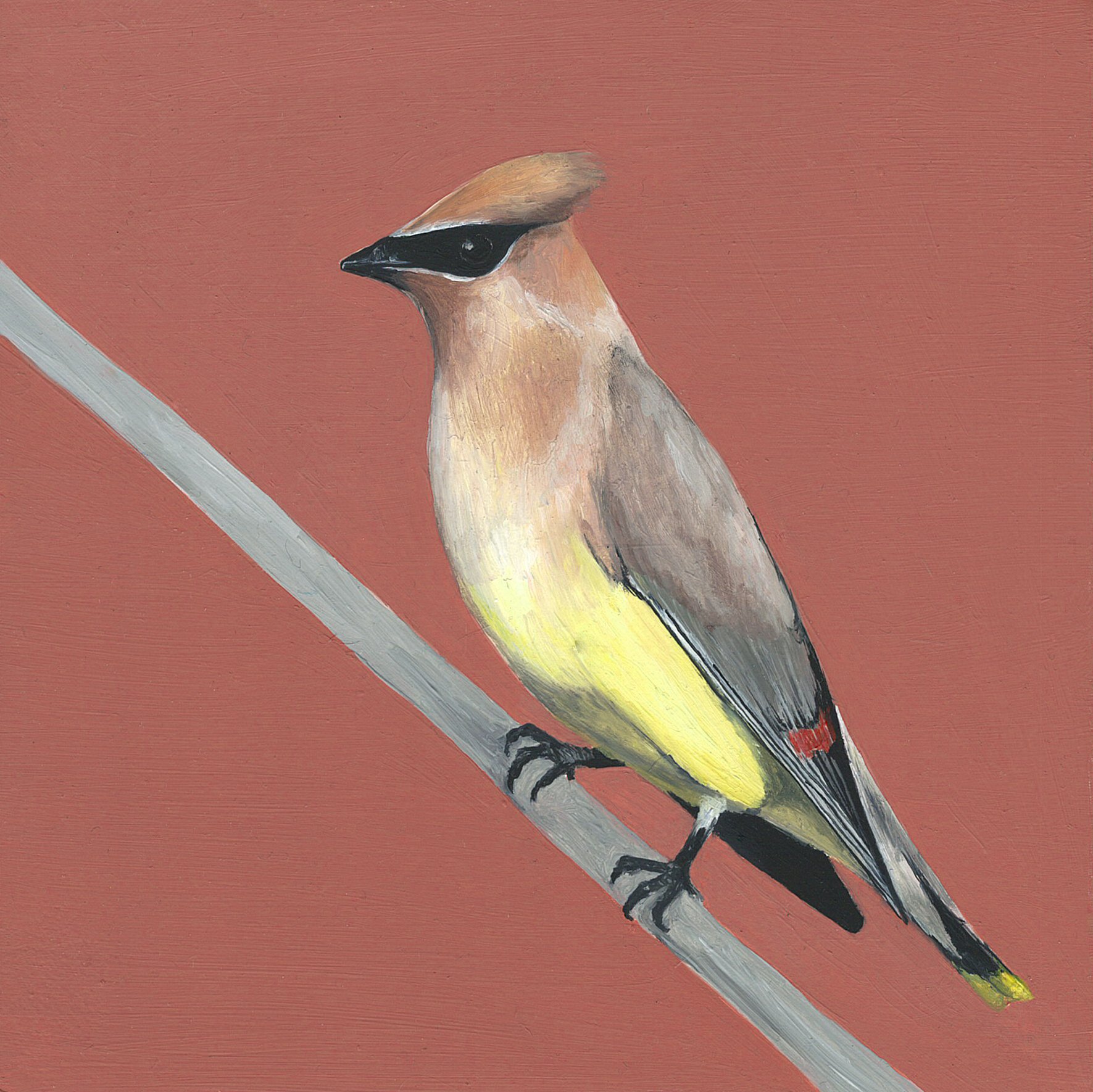 cedar waxwing.jpg