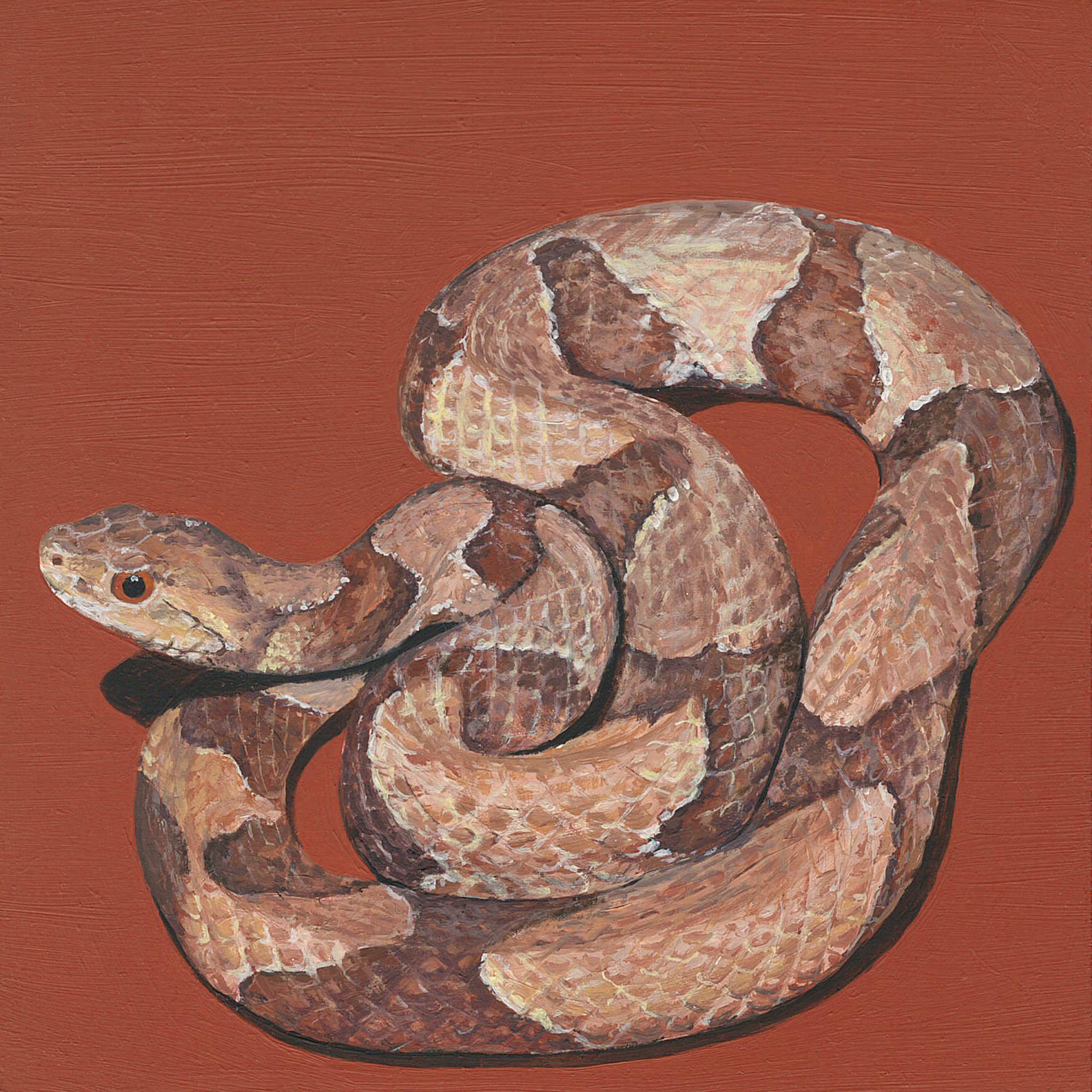 copperhead.jpg