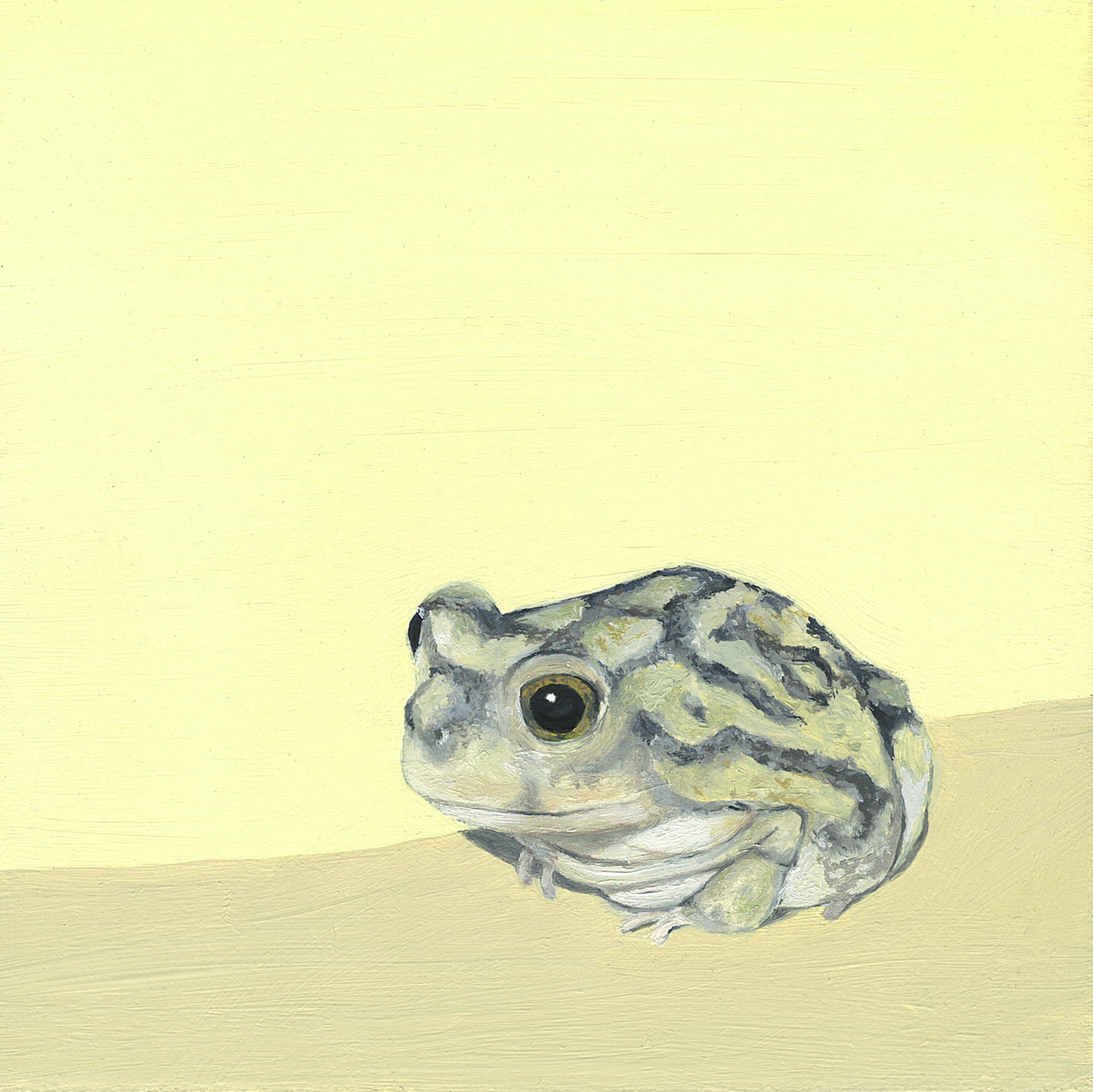 couch's spadefoot toad.jpg