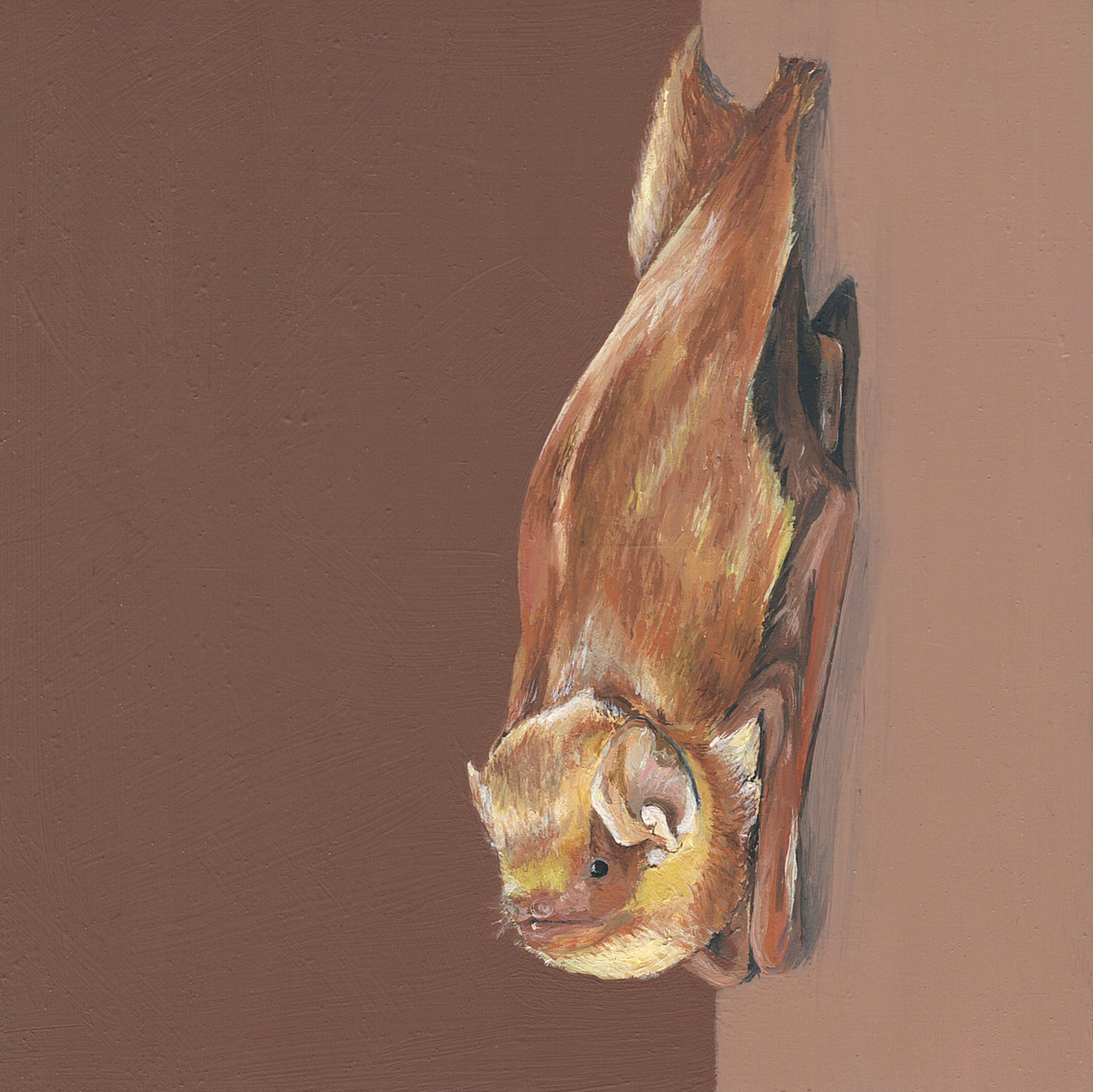 eastern red bat.jpg