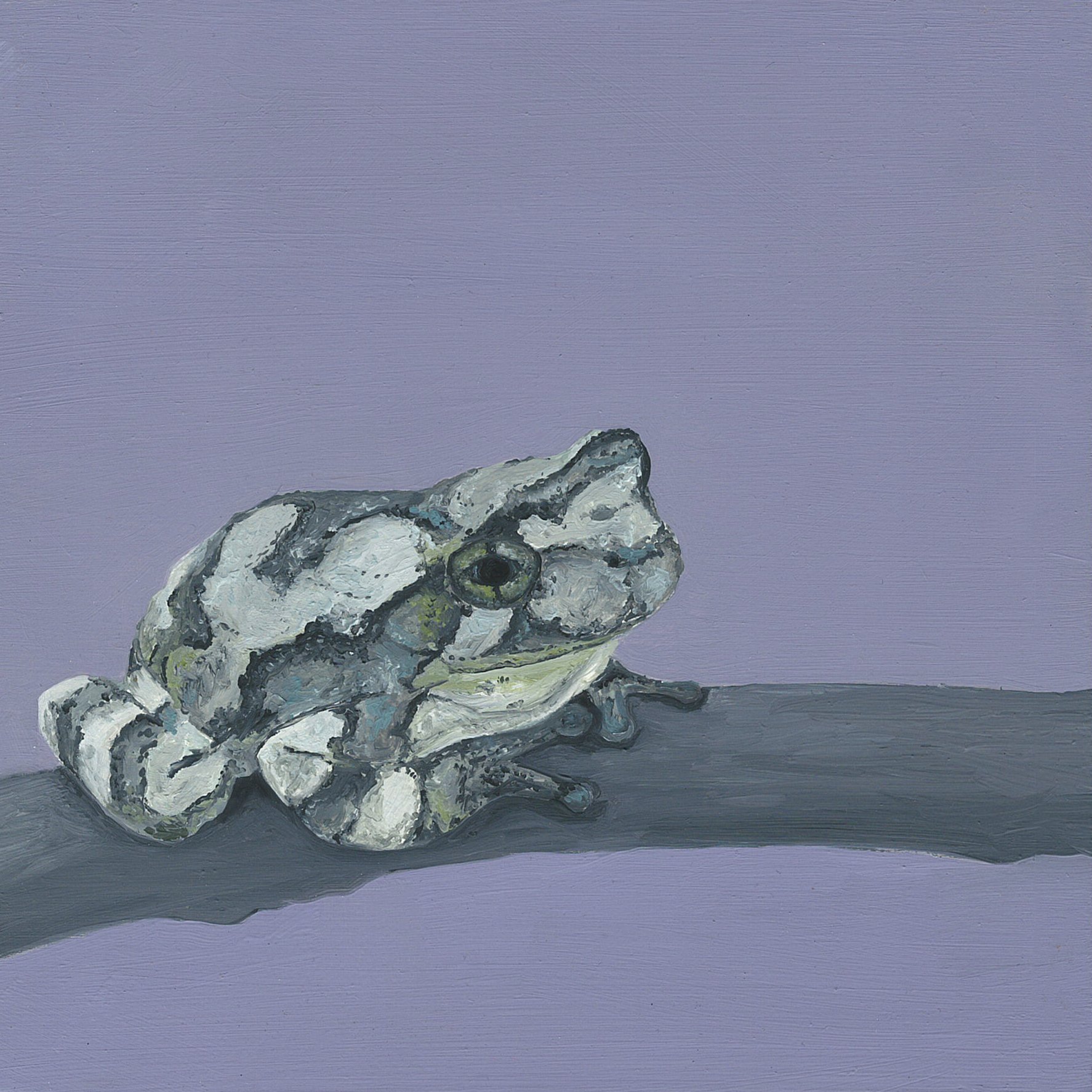 gray tree frog.jpg