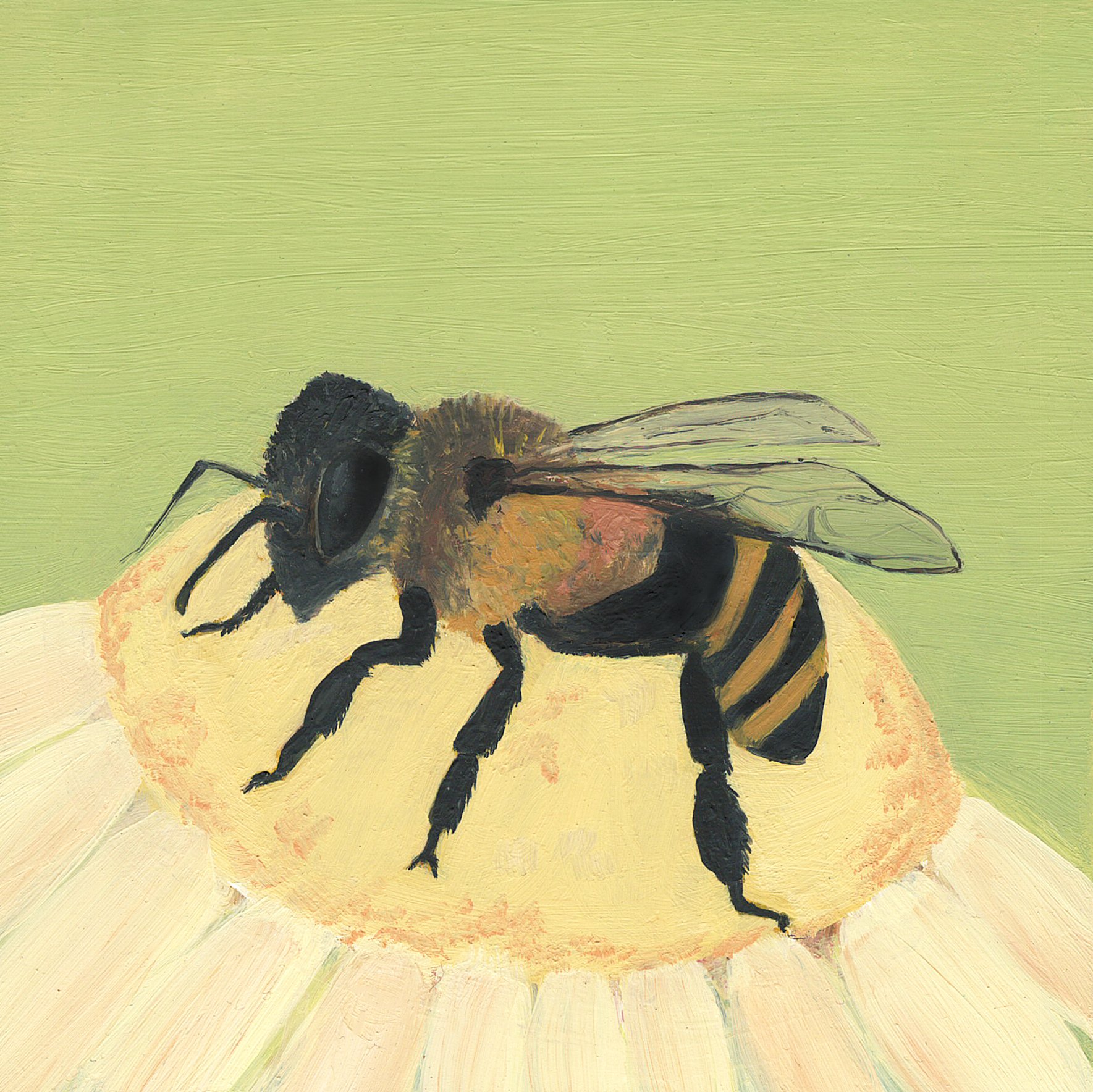 honey bee.jpg