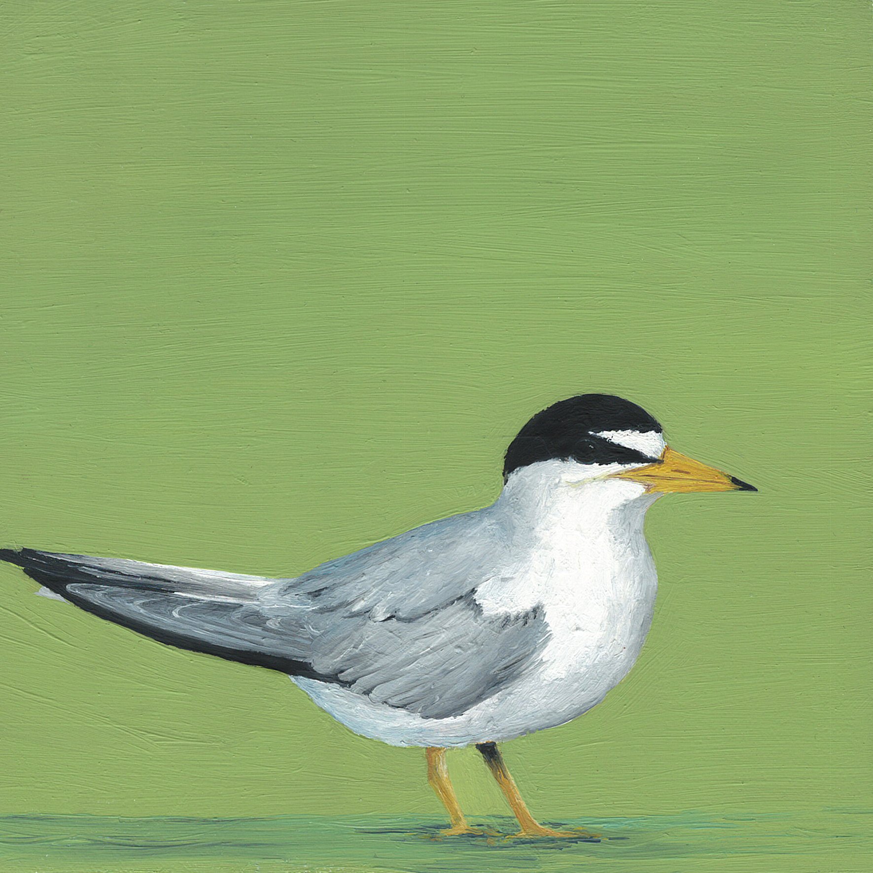 interior least tern.jpg