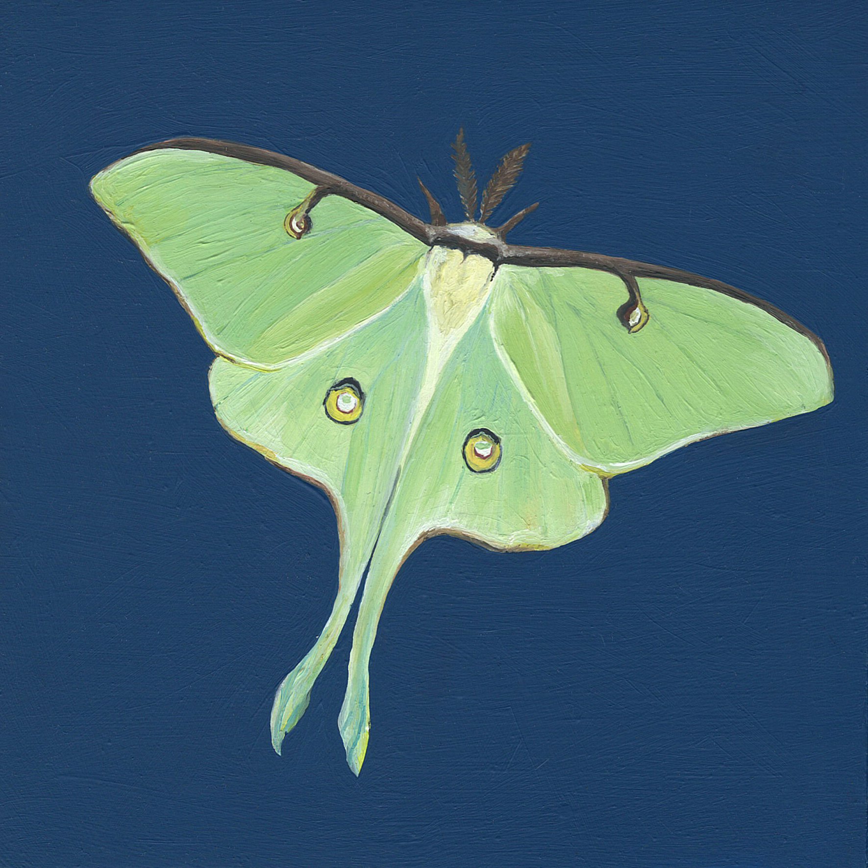 luna moth.jpg