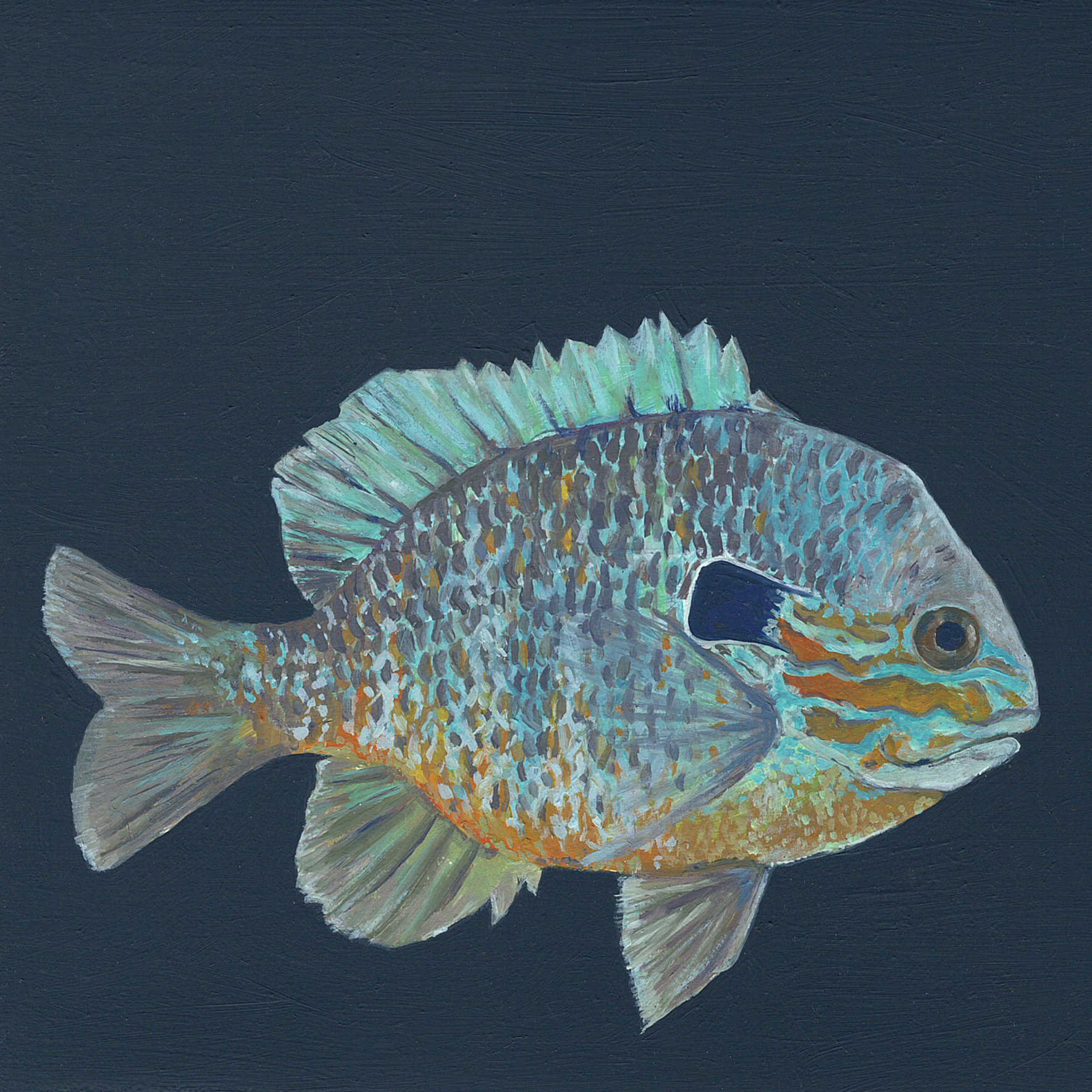 longeared sunfish.jpg