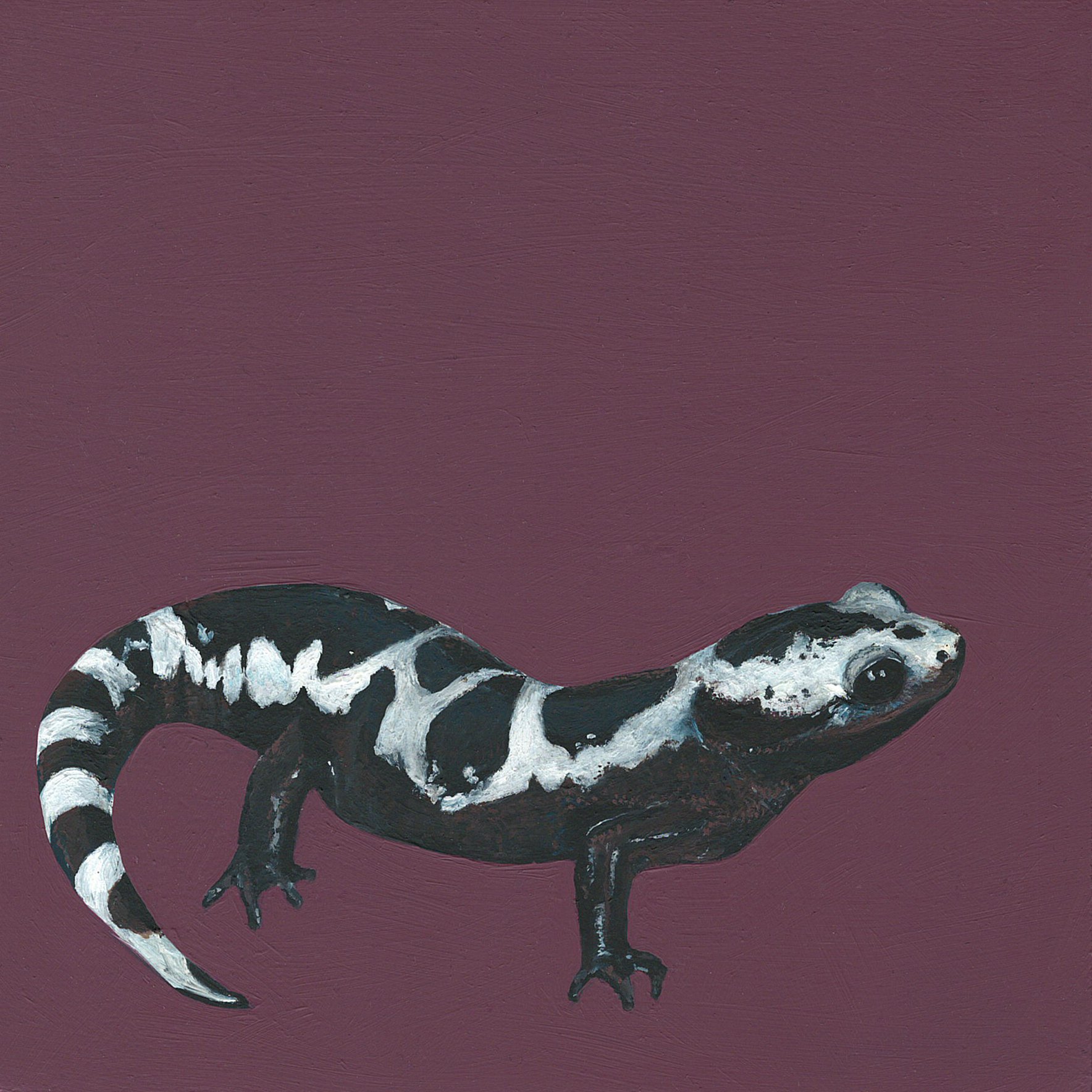 marbled salamander.jpg