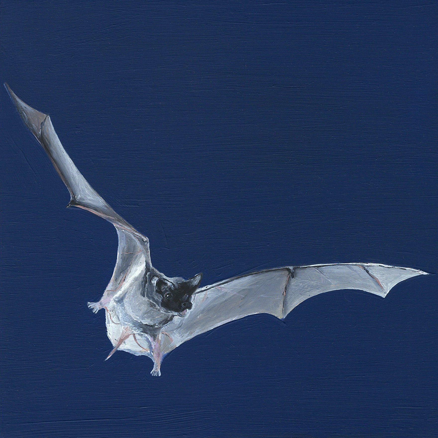 mexican free tailed bat.jpg