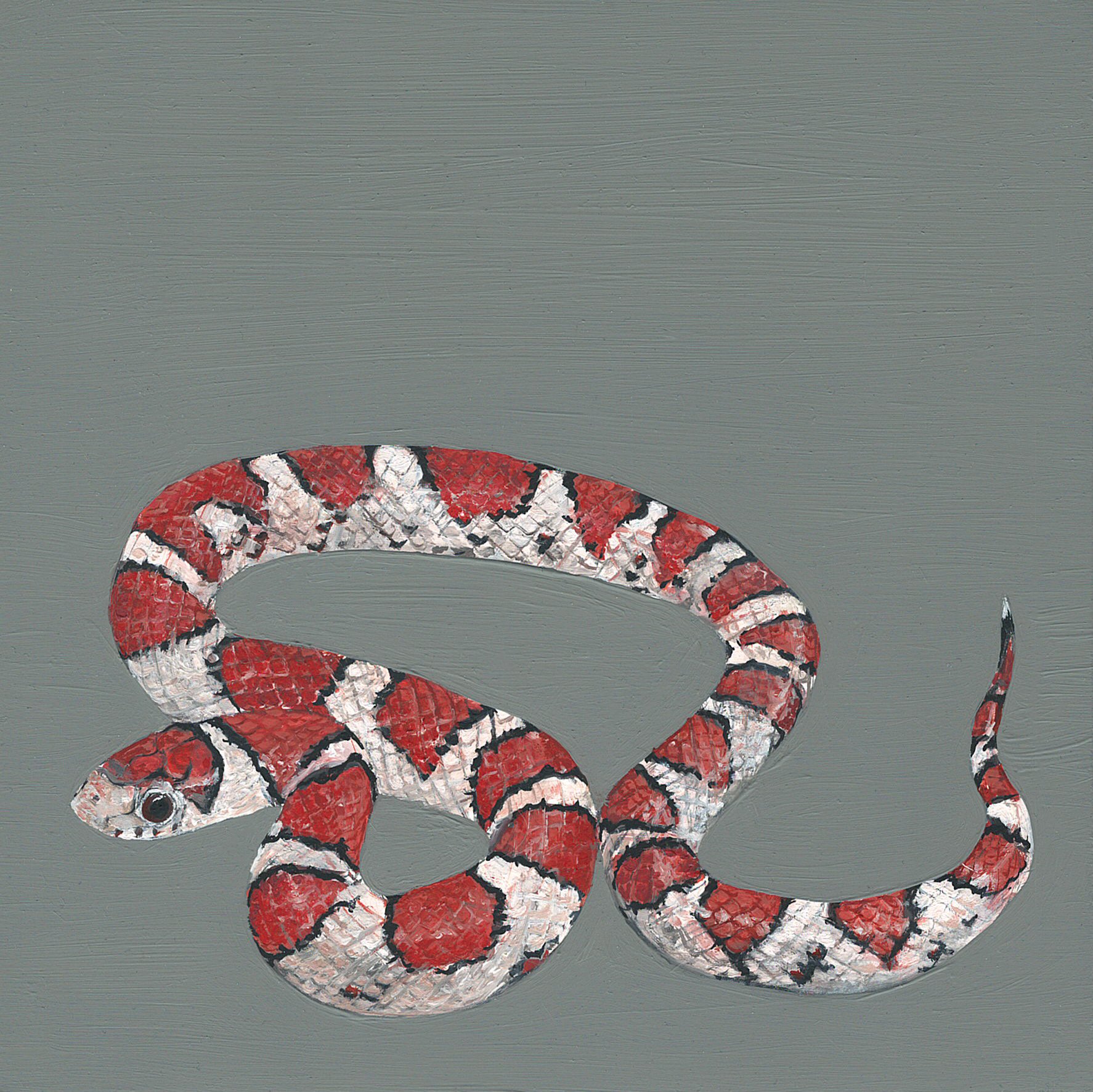 milk snake.jpg