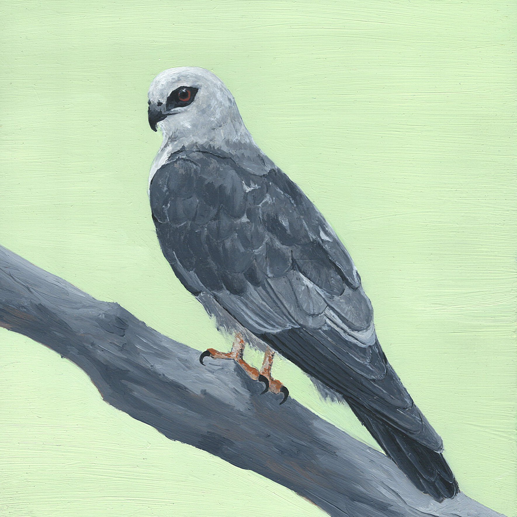 mississippi kite.jpg