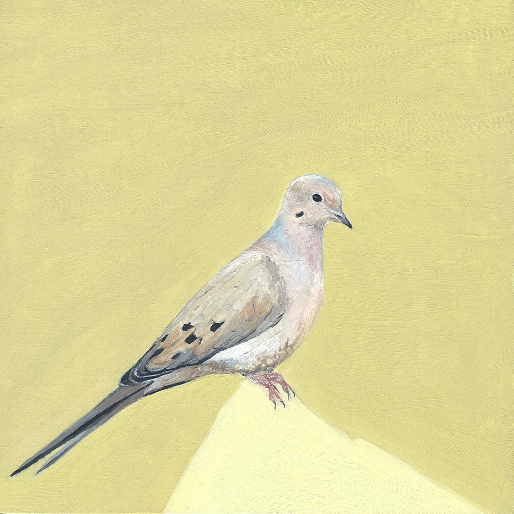 mourning dove.jpg