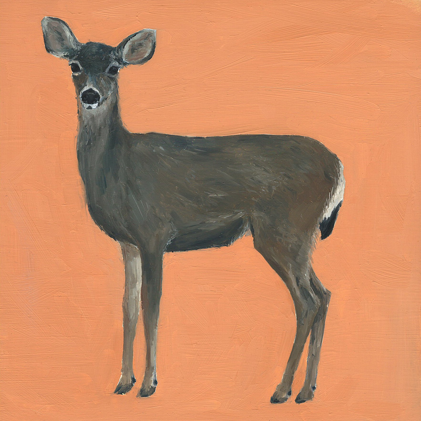 mule deer.jpg