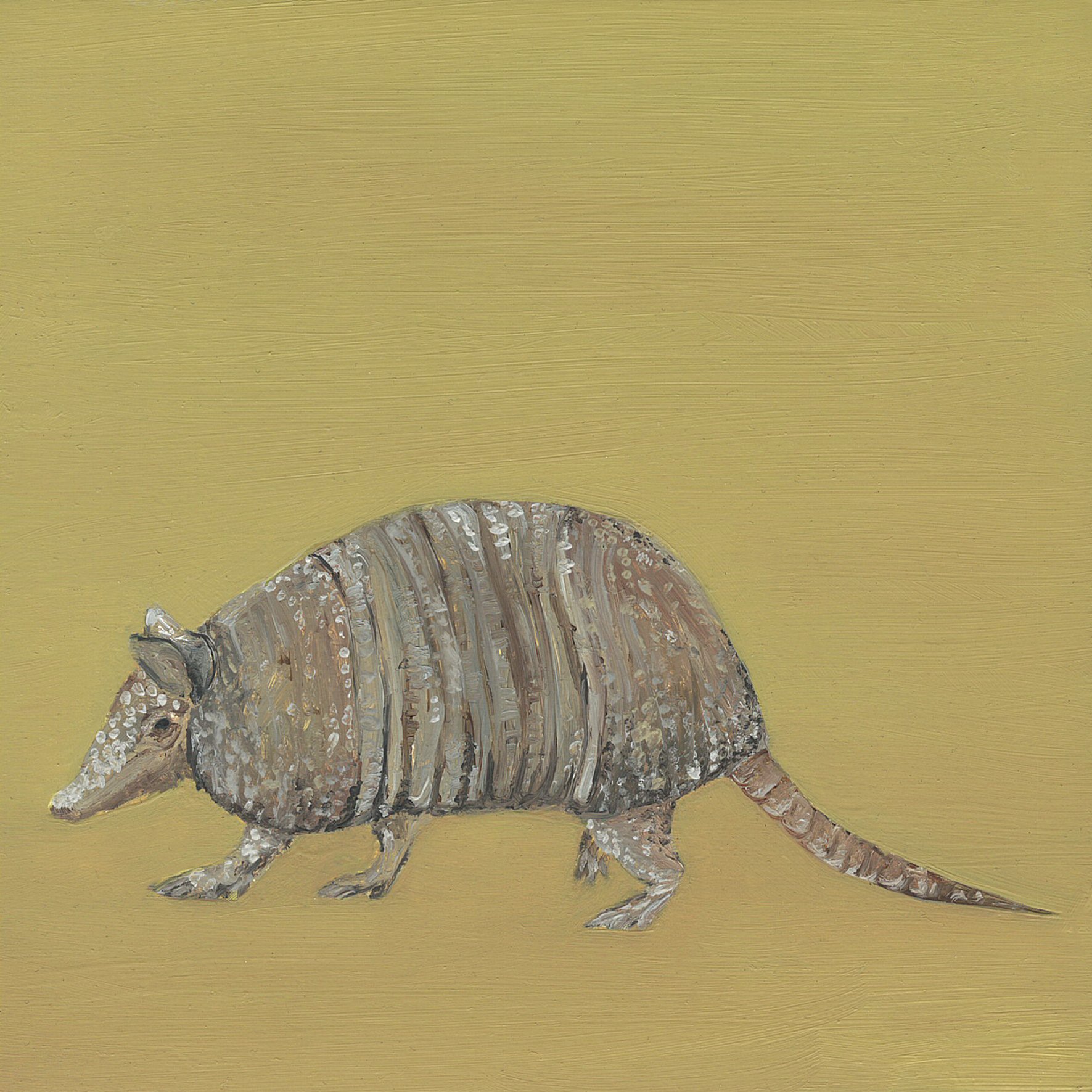 nine banded armadillo .jpg