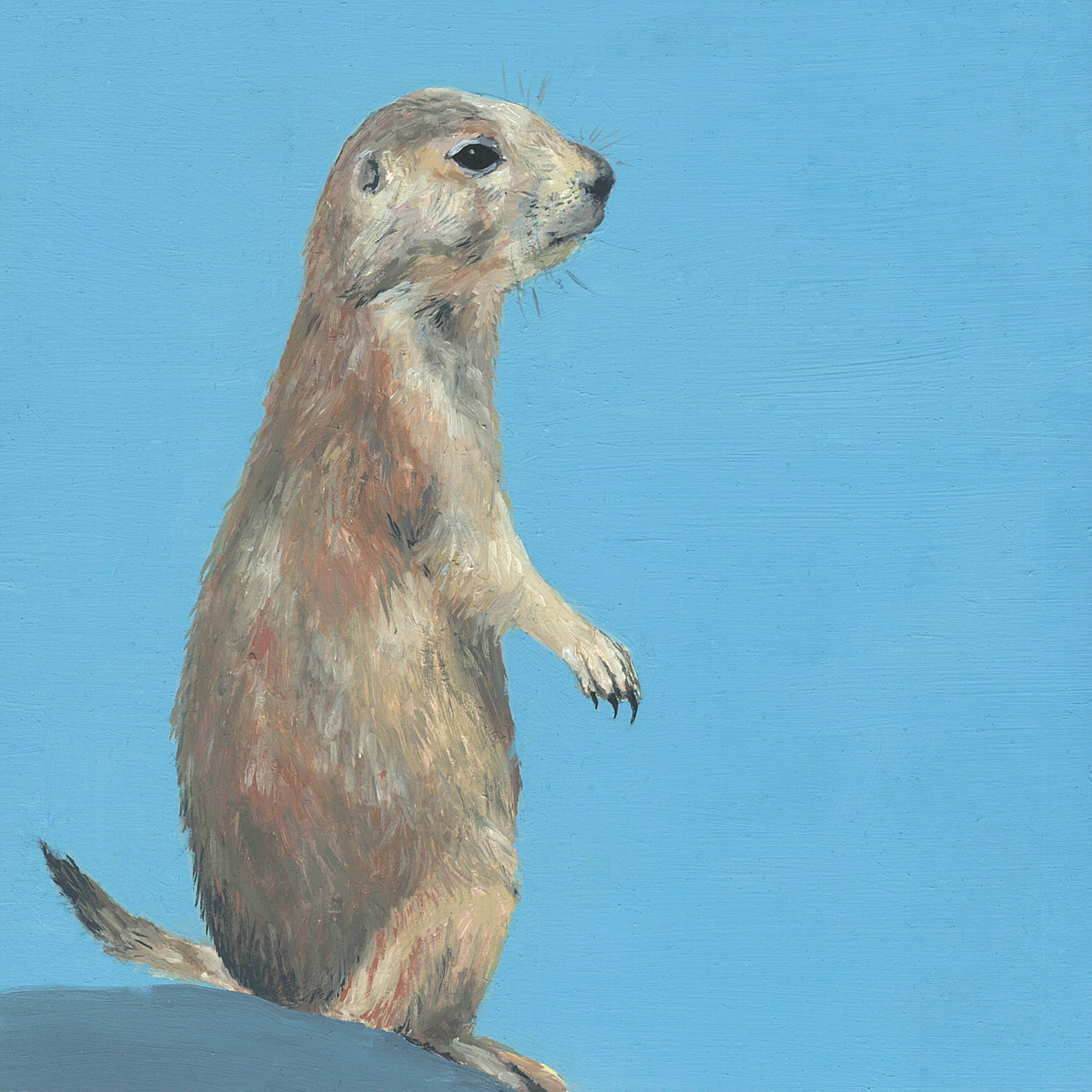 prairie dog.jpg