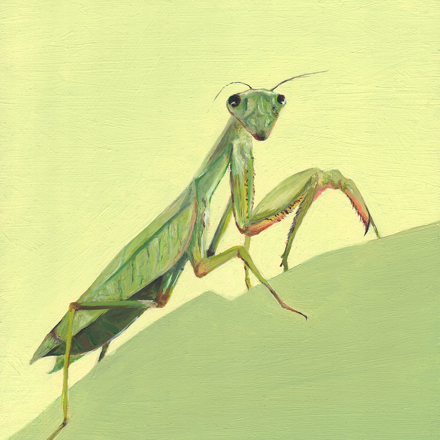 praying mantis.jpg