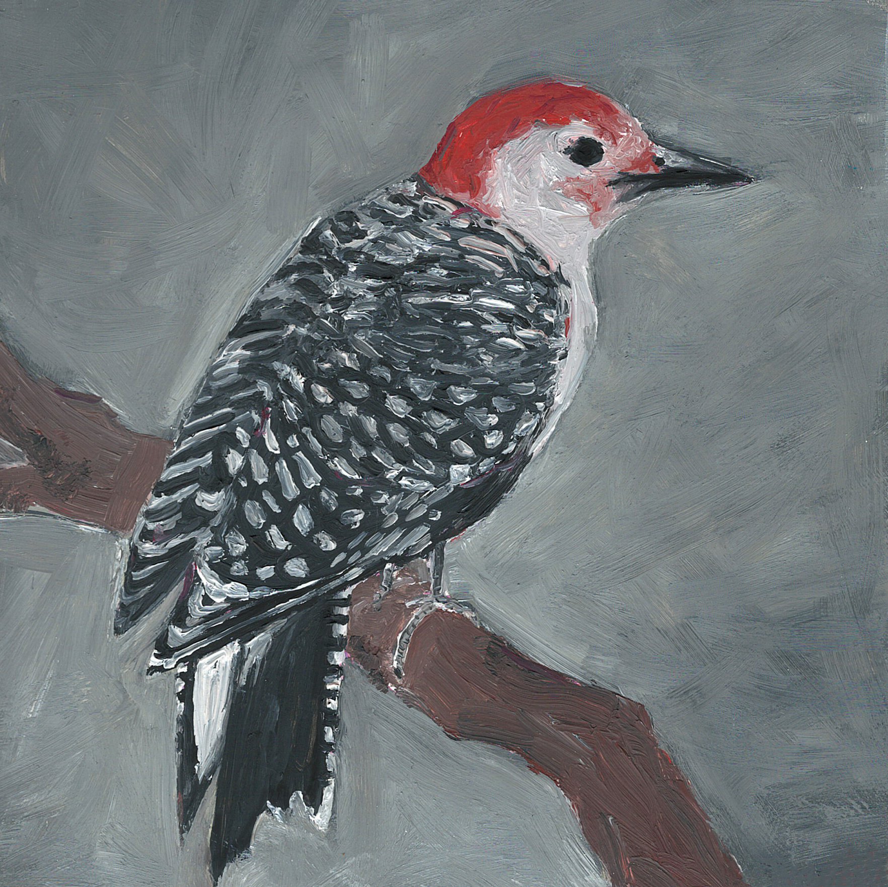 red bellied woodpecker.jpg