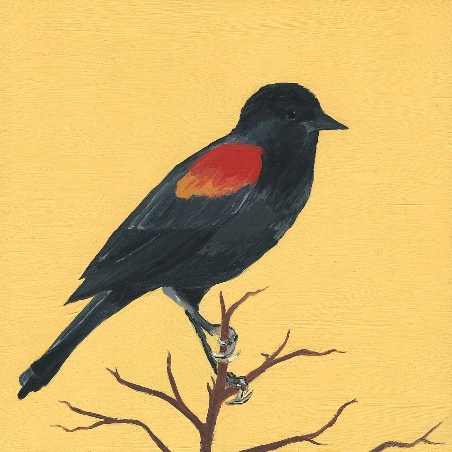red winged blackbird.jpg