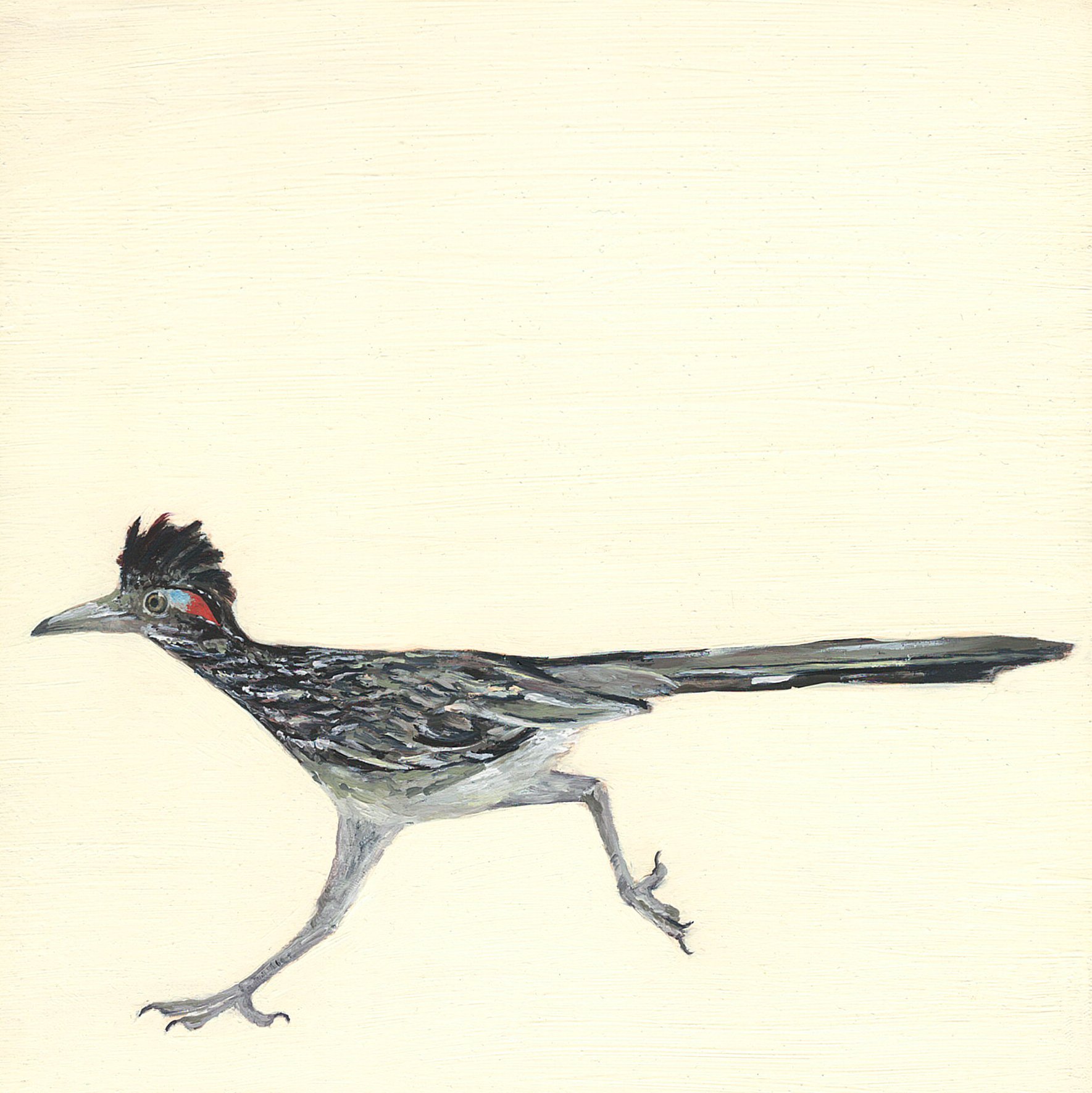 roadrunner.jpg