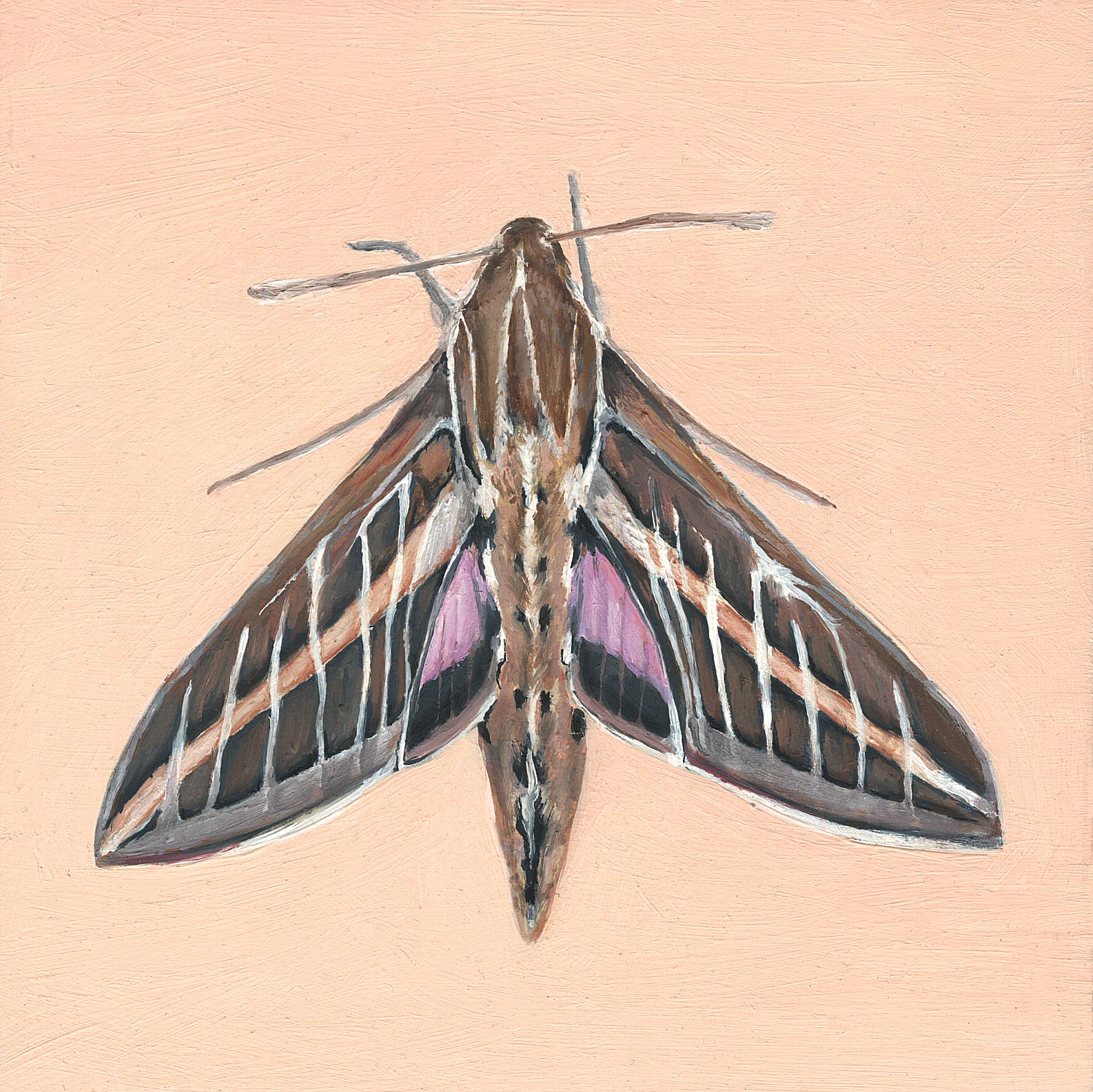 sphinx moth.jpg