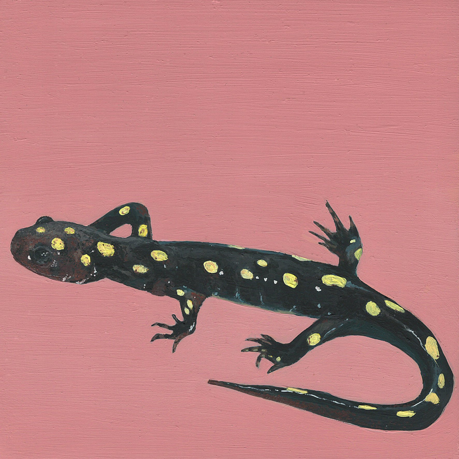 spotted salamander.jpg