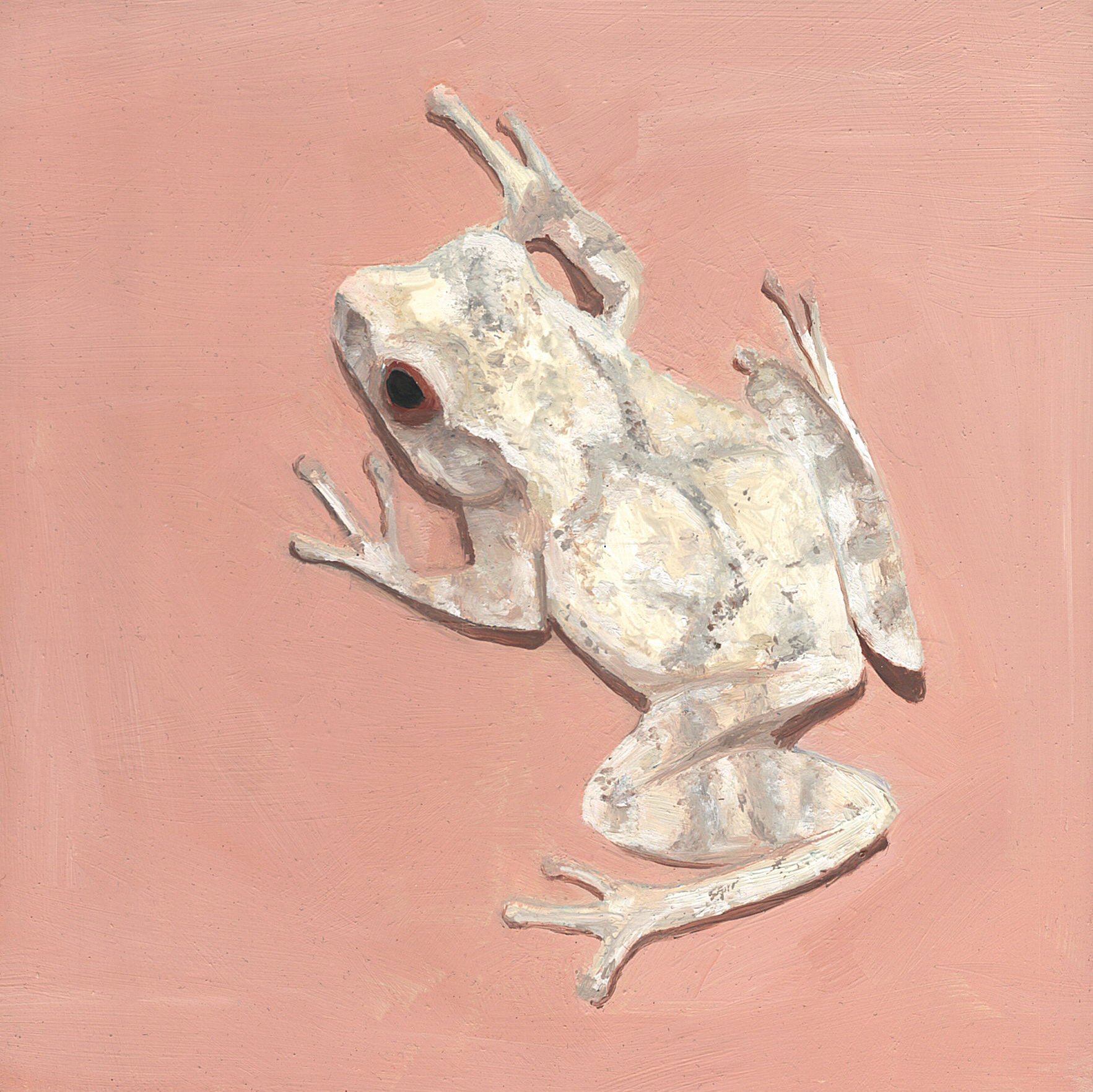 spring peeper.jpg