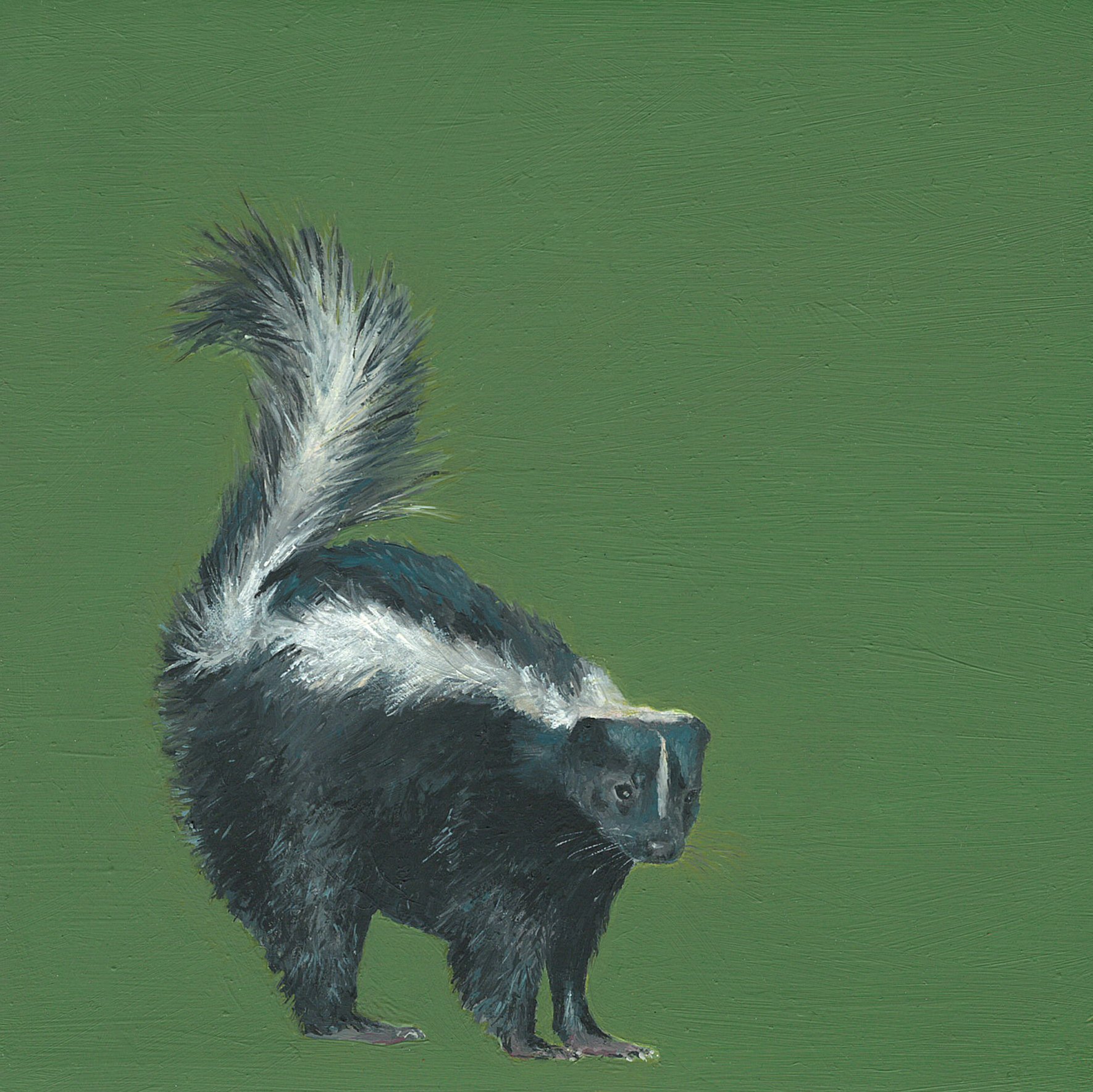 striped skunk.jpg