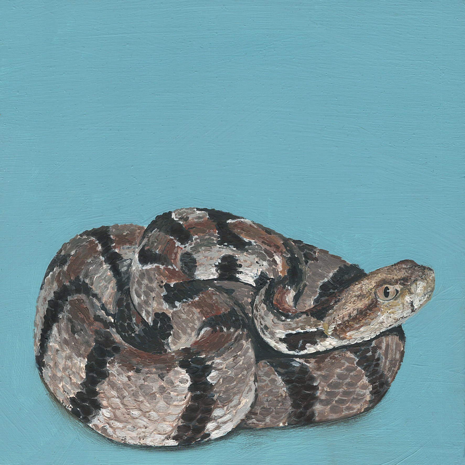 timber rattlesnake.jpg