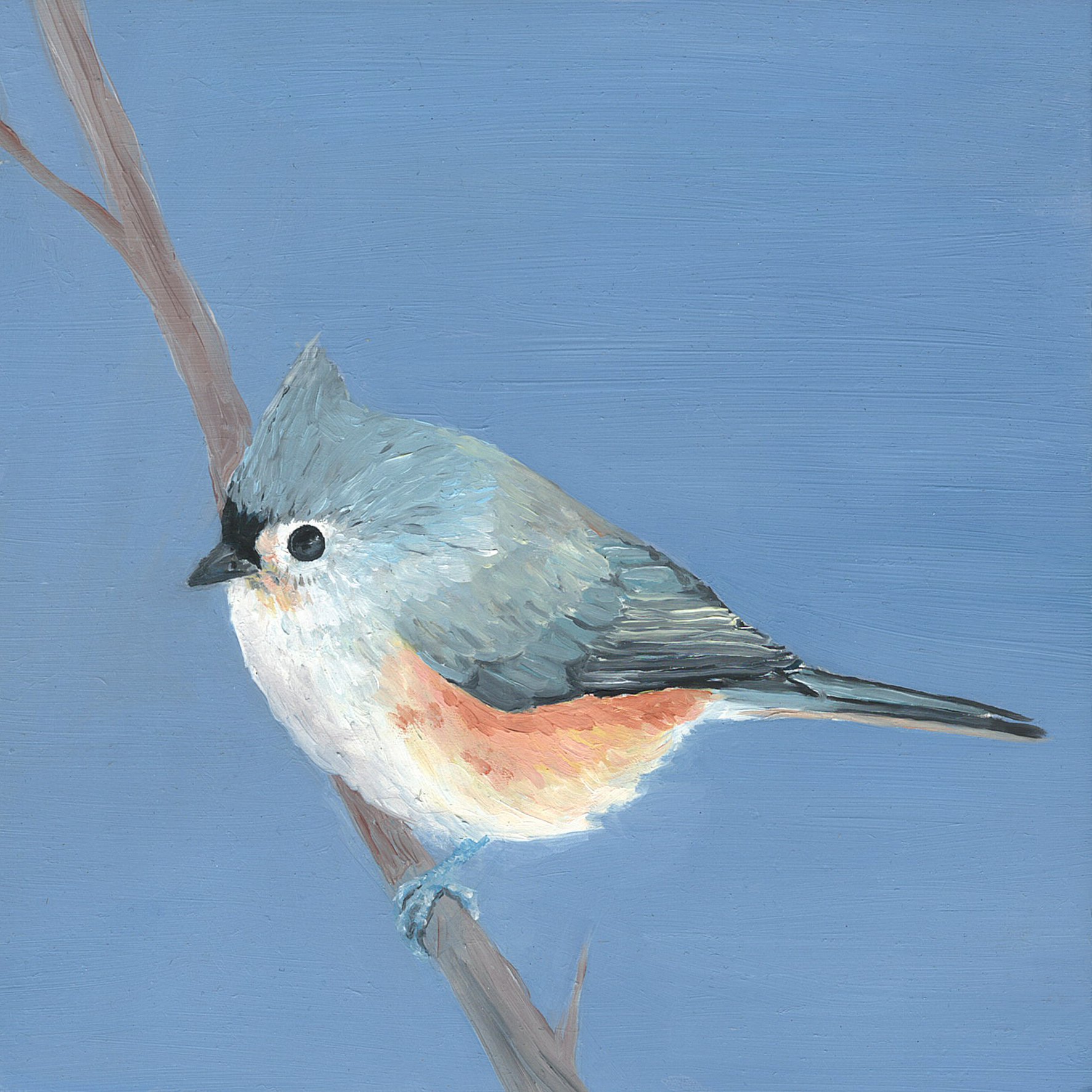 tufted titmouse .jpg