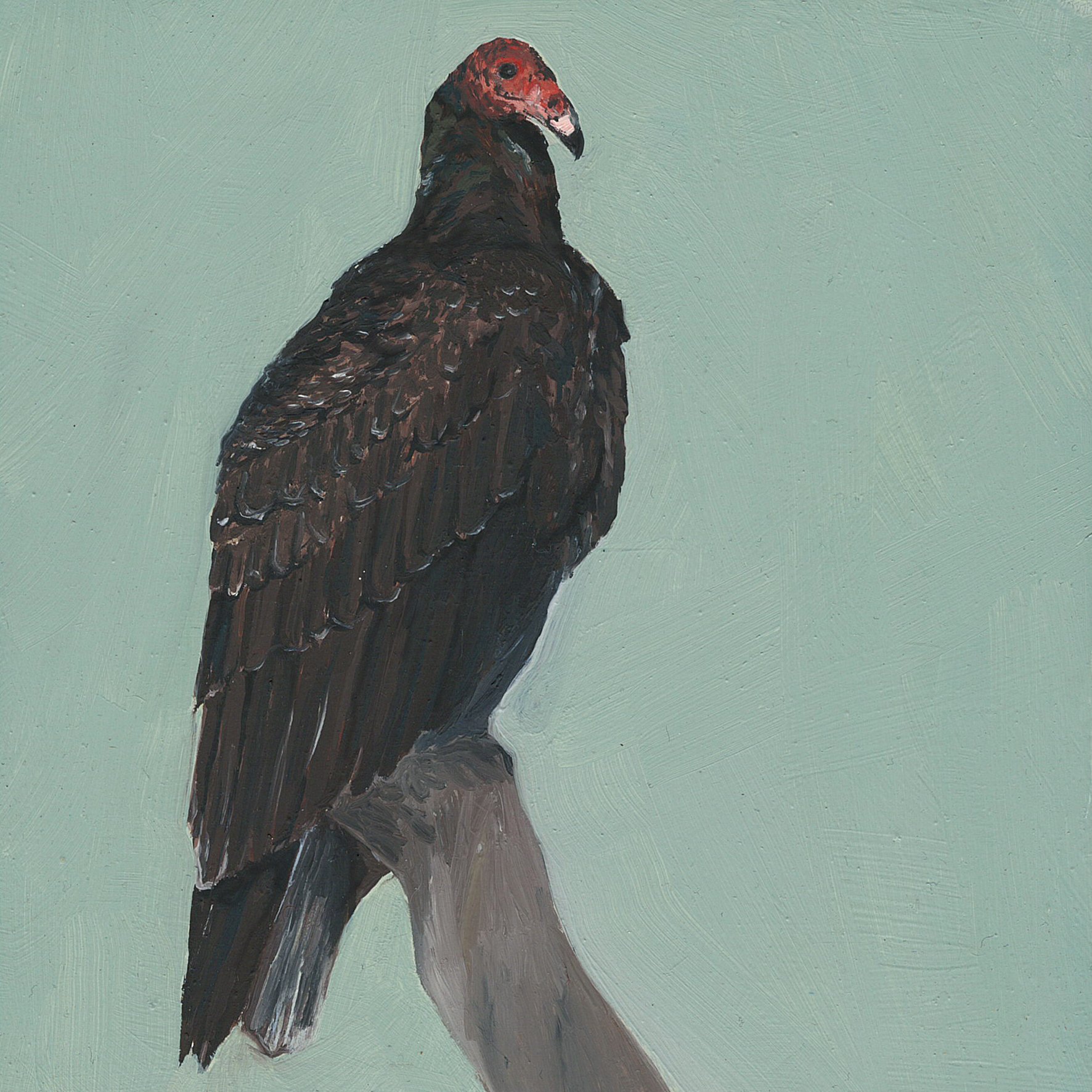 turkey vulture.jpg