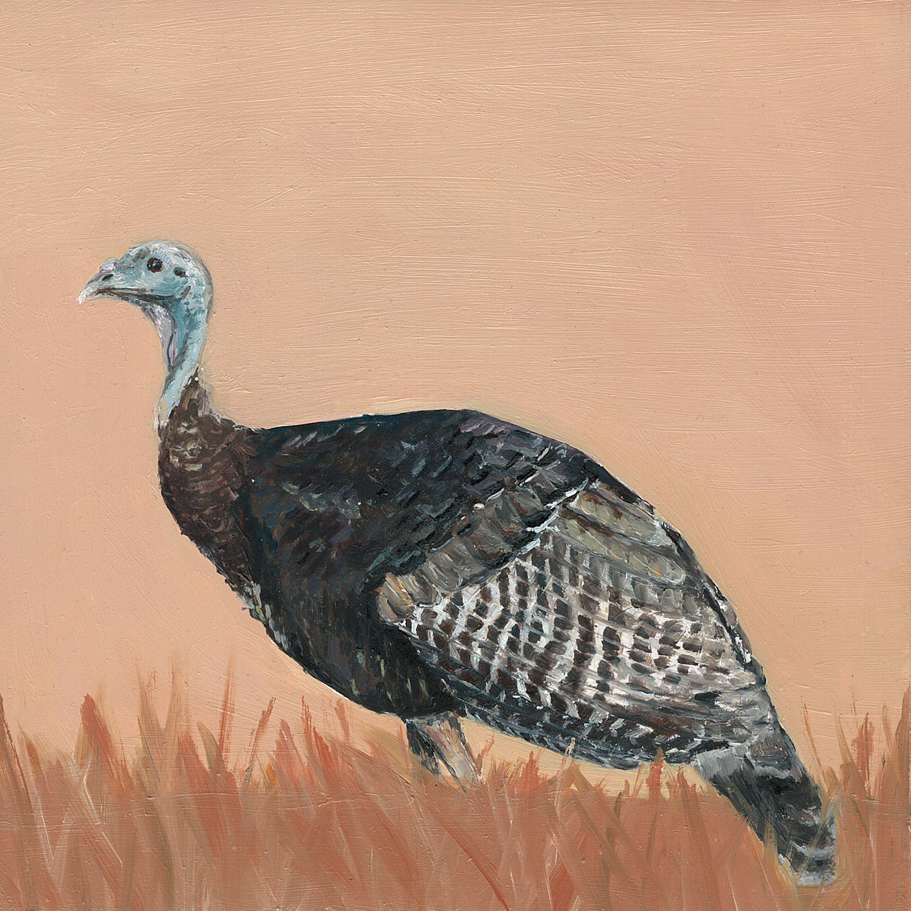 wild turkey.jpg