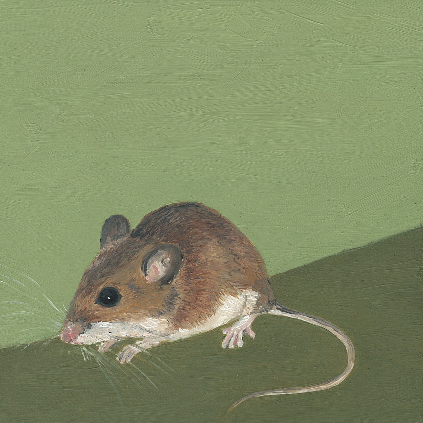 white footed mouse.jpg