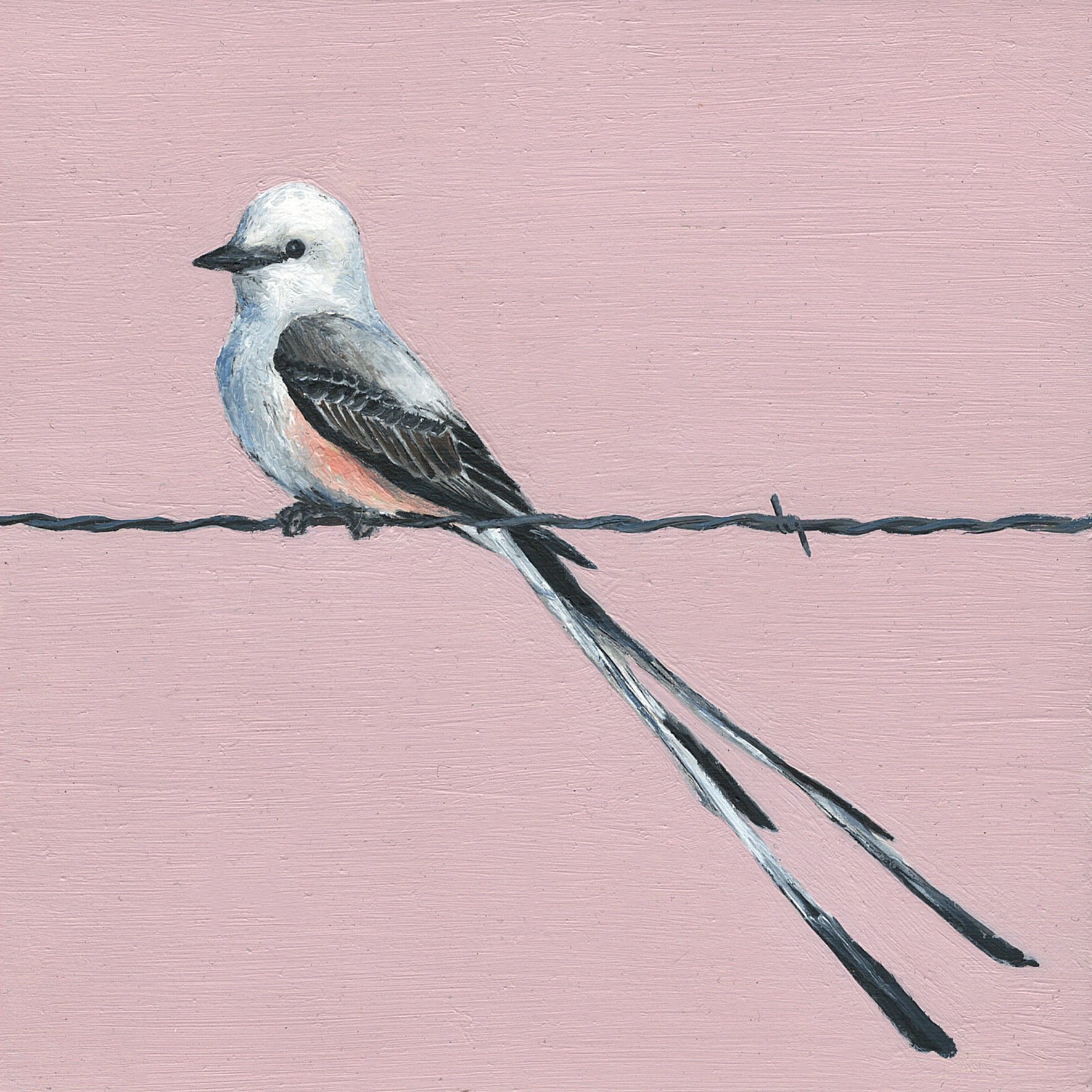 scissor tailed flycatcher.jpg