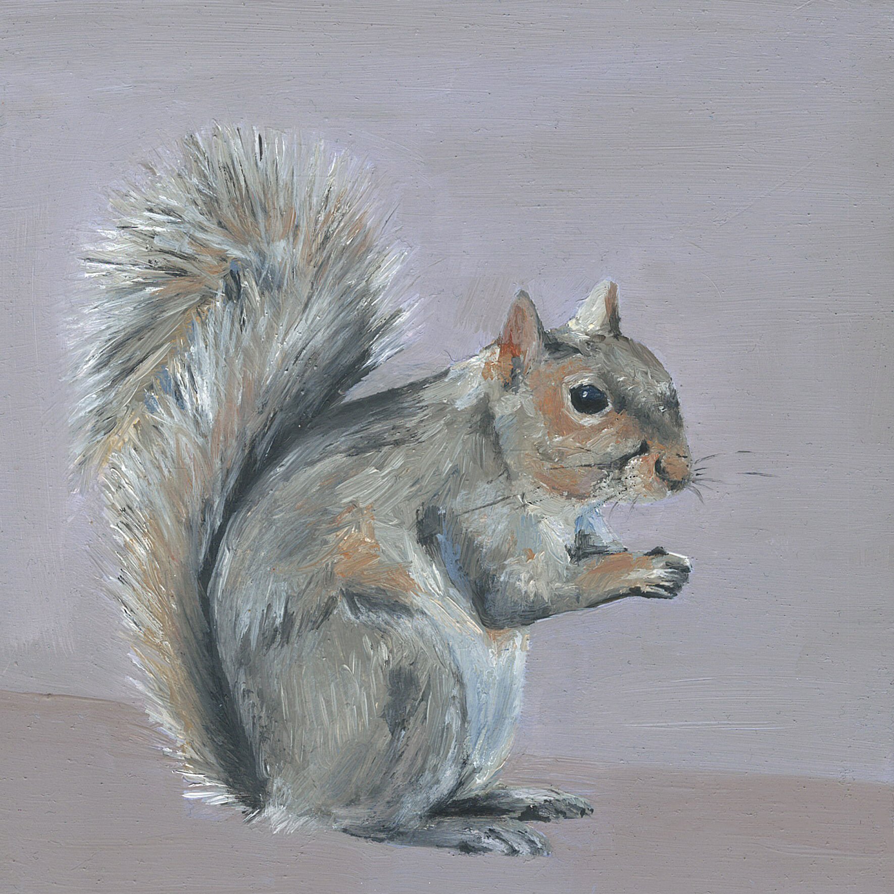 eastern gray squirel.jpg