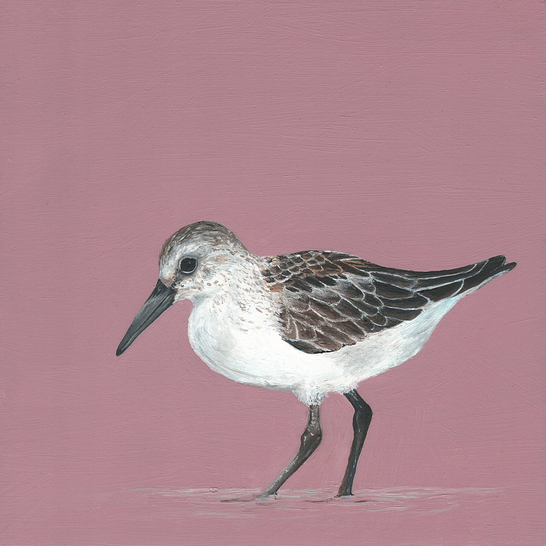 sandpiper.jpg