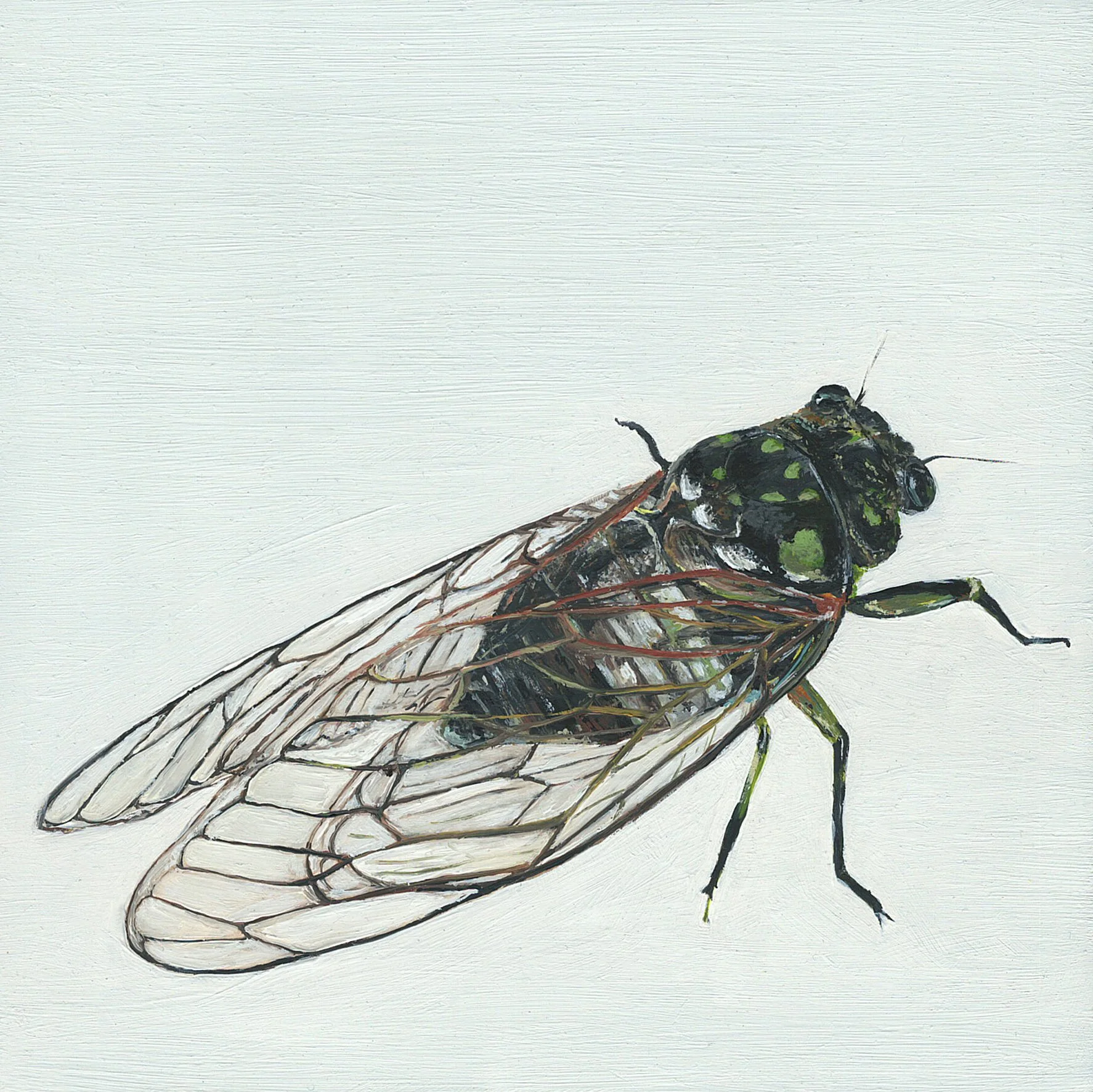 cicada.jpg
