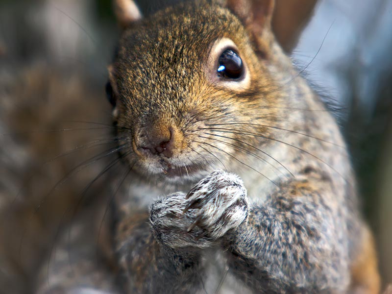I really, really like squirrels.