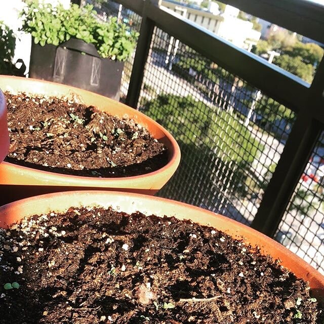 My little lettuces sprouting!