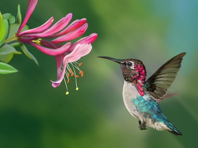 Wee hummingbird, painted in procreate.
#illustrator #artist #art #picoftheday #instagood #artistoninstagram #illustration #illo #illy #sketching  #sketchbook #painteveryday #ipadpro #sketchbook #applepencil #procreate #bird #flowers #digitalpainting