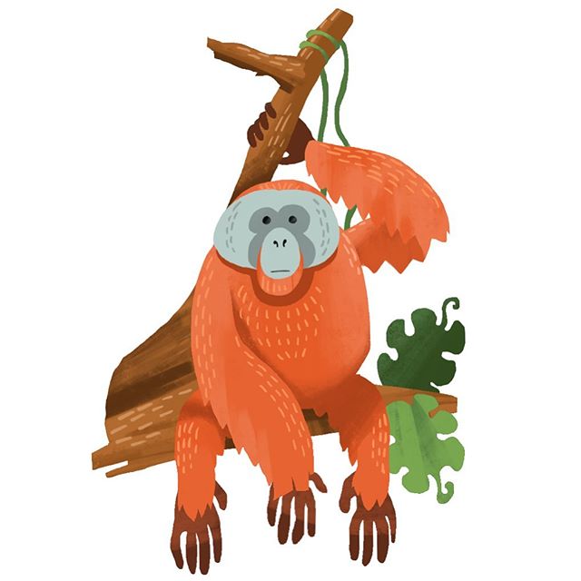 A little orangutan for the jungle series.
#illustrator #artist #art #picoftheday #instagood #artistoninstagram #illustration #illo #illy #sketching  #sketchbook #painteveryday #sketchbook #procreate #artjournal #ipadpro #applepencil #orangutans #jung