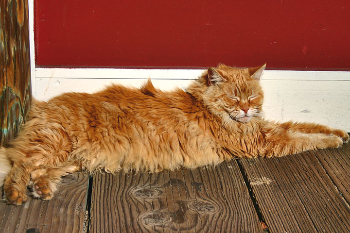sunpuss.jpg
