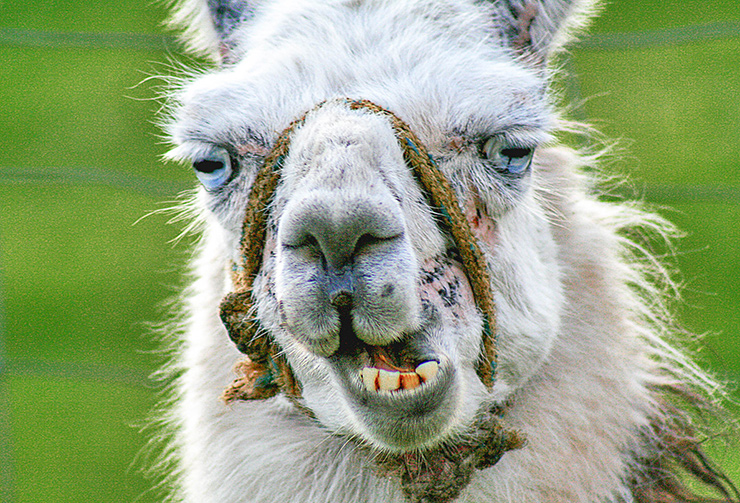 MarialaLlama1.jpg