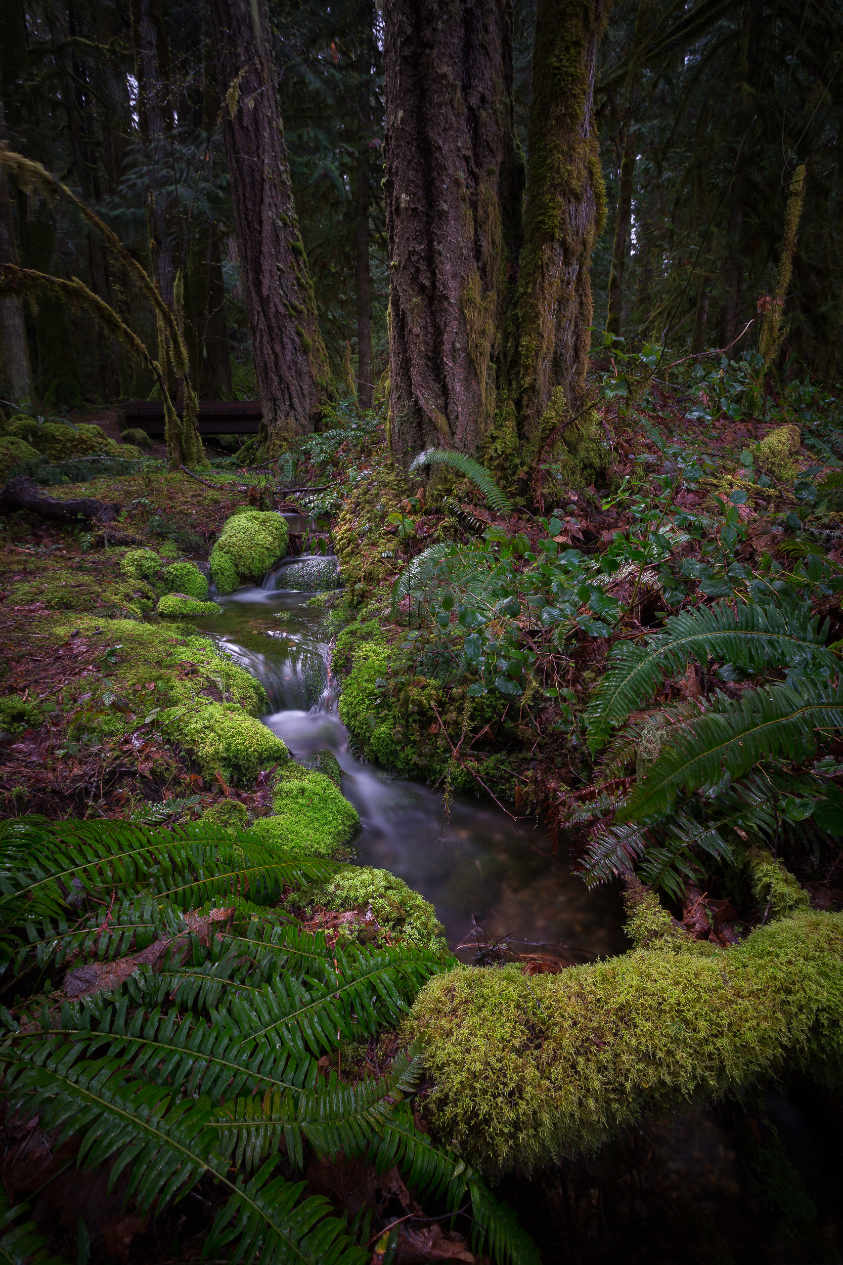 Englishman River Falls near Nanaimo BC Canada. I knew this place existed thanks to 500px