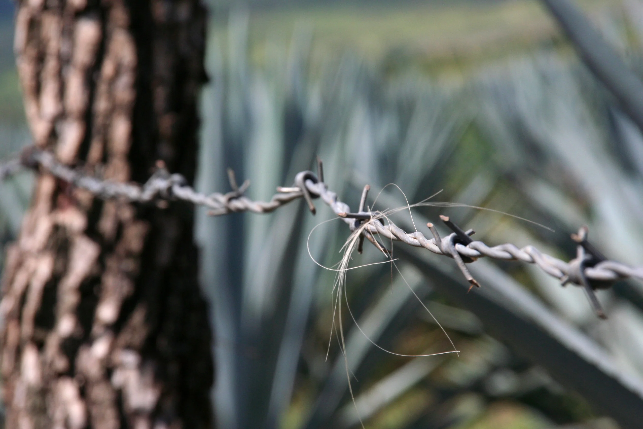 AGAVE_BARBWIRE_3.jpg