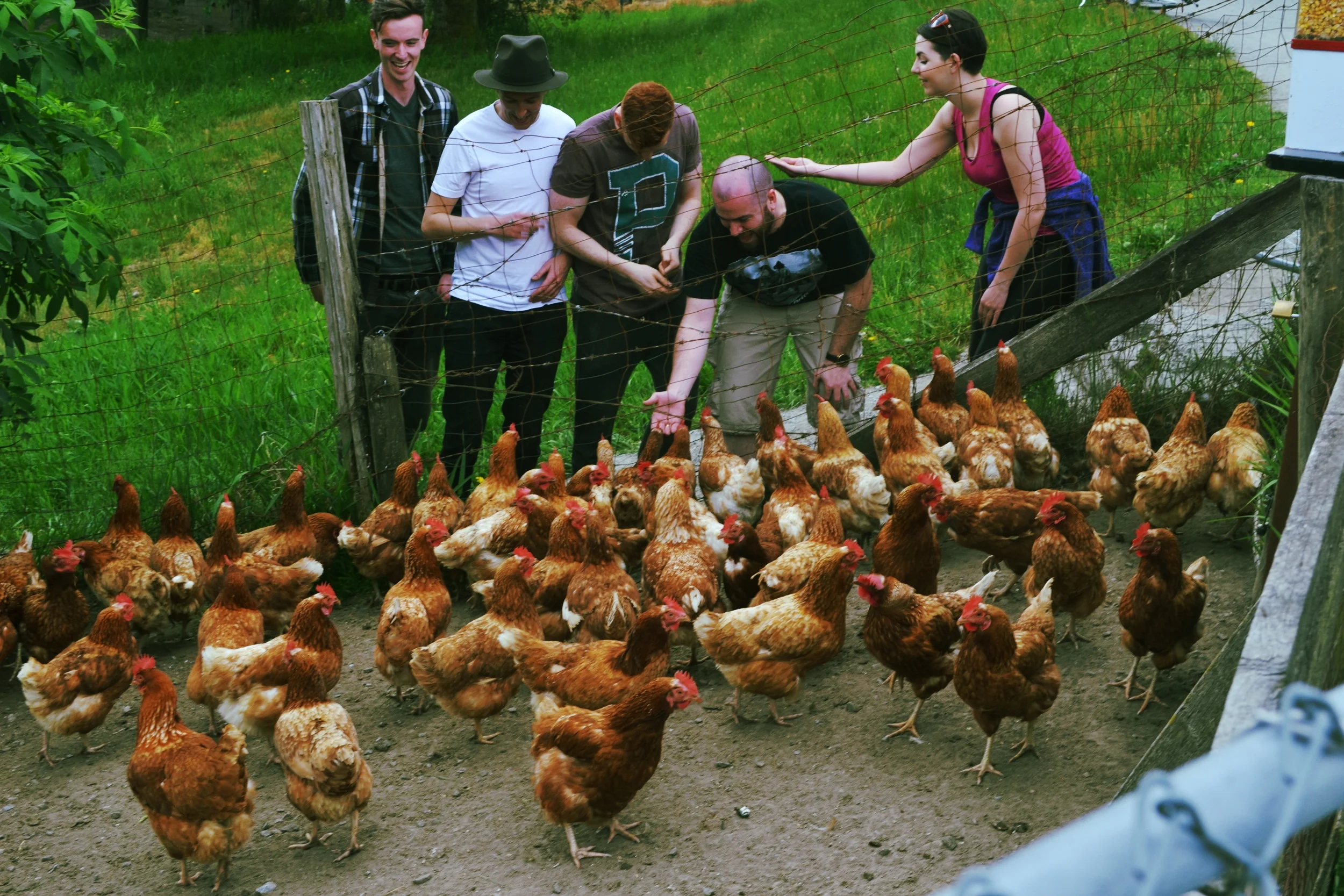 Feeding the emperor chickens at Pitt Meadows, B.C