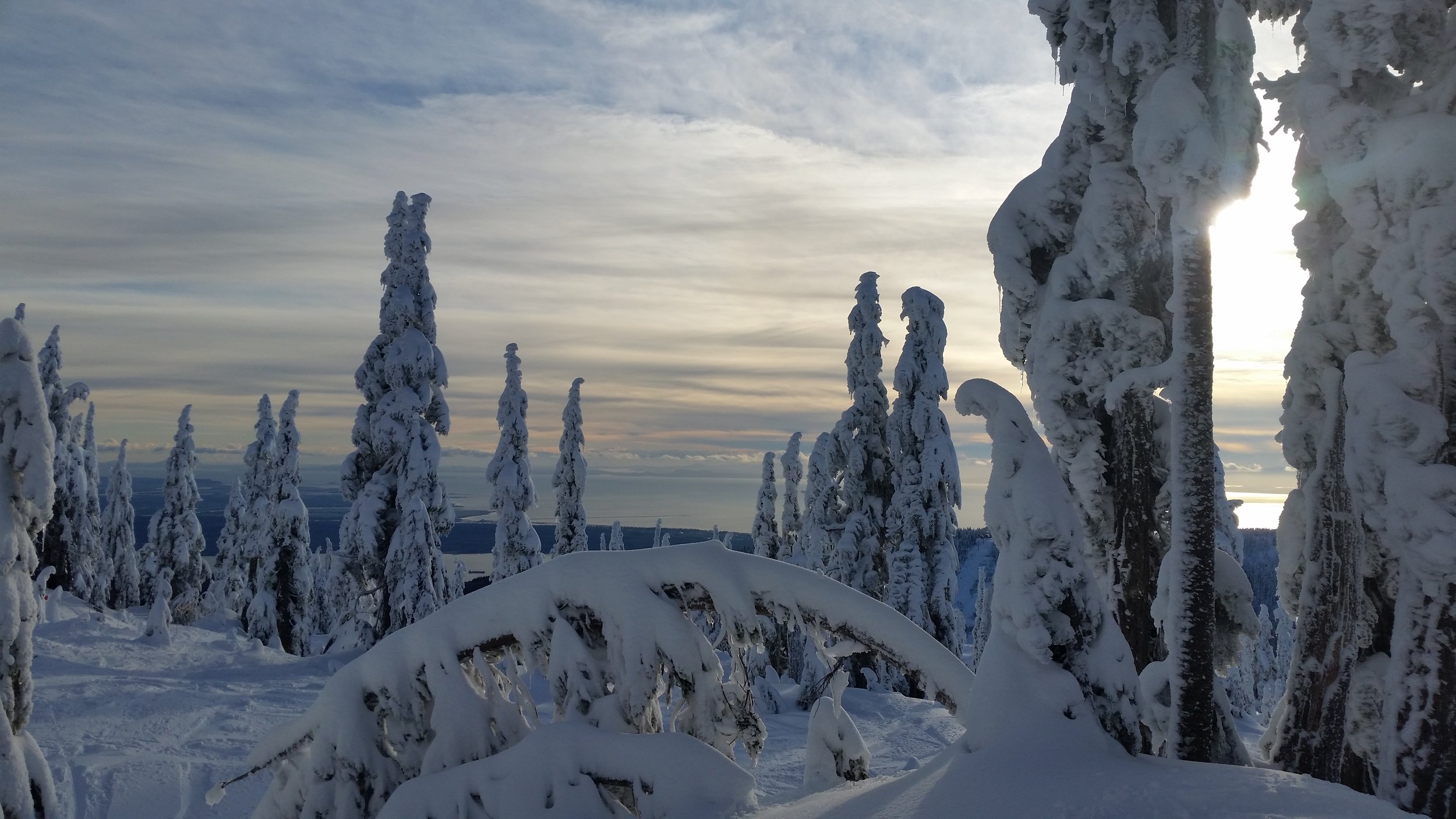  &nbsp; &nbsp; &nbsp; &nbsp; &nbsp; &nbsp; &nbsp; &nbsp; &nbsp; &nbsp; &nbsp; &nbsp; &nbsp; &nbsp; &nbsp; &nbsp; &nbsp; &nbsp; &nbsp; Branches of trees bow with the heavy load of snow 