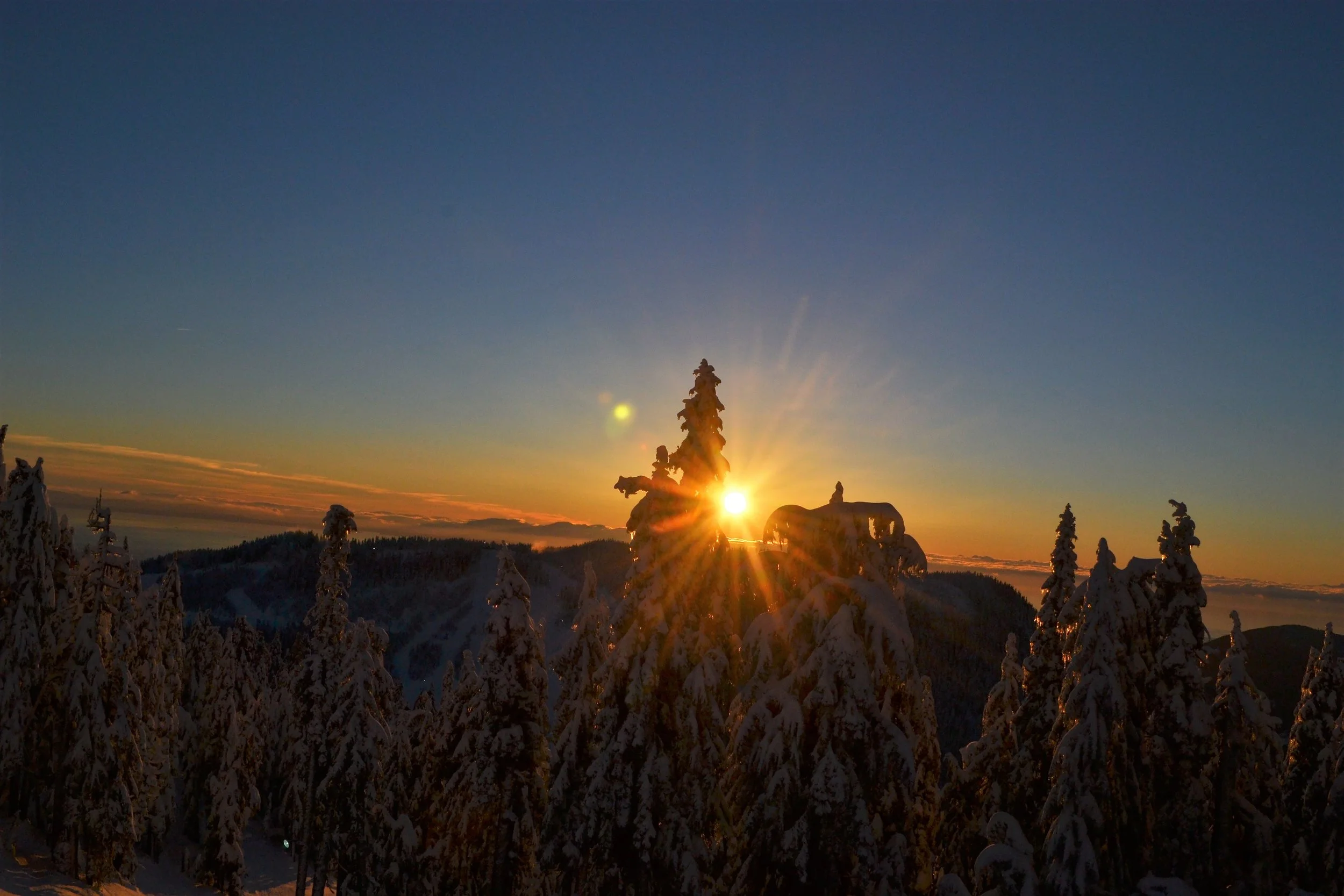 Sunsetting behind a snow coverd tree