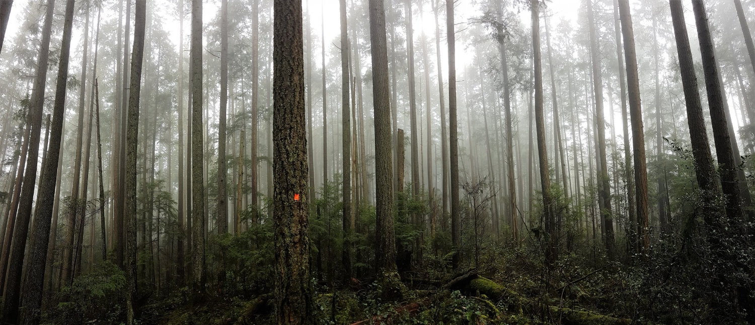 Baden Powell hiking trail around Vancouver