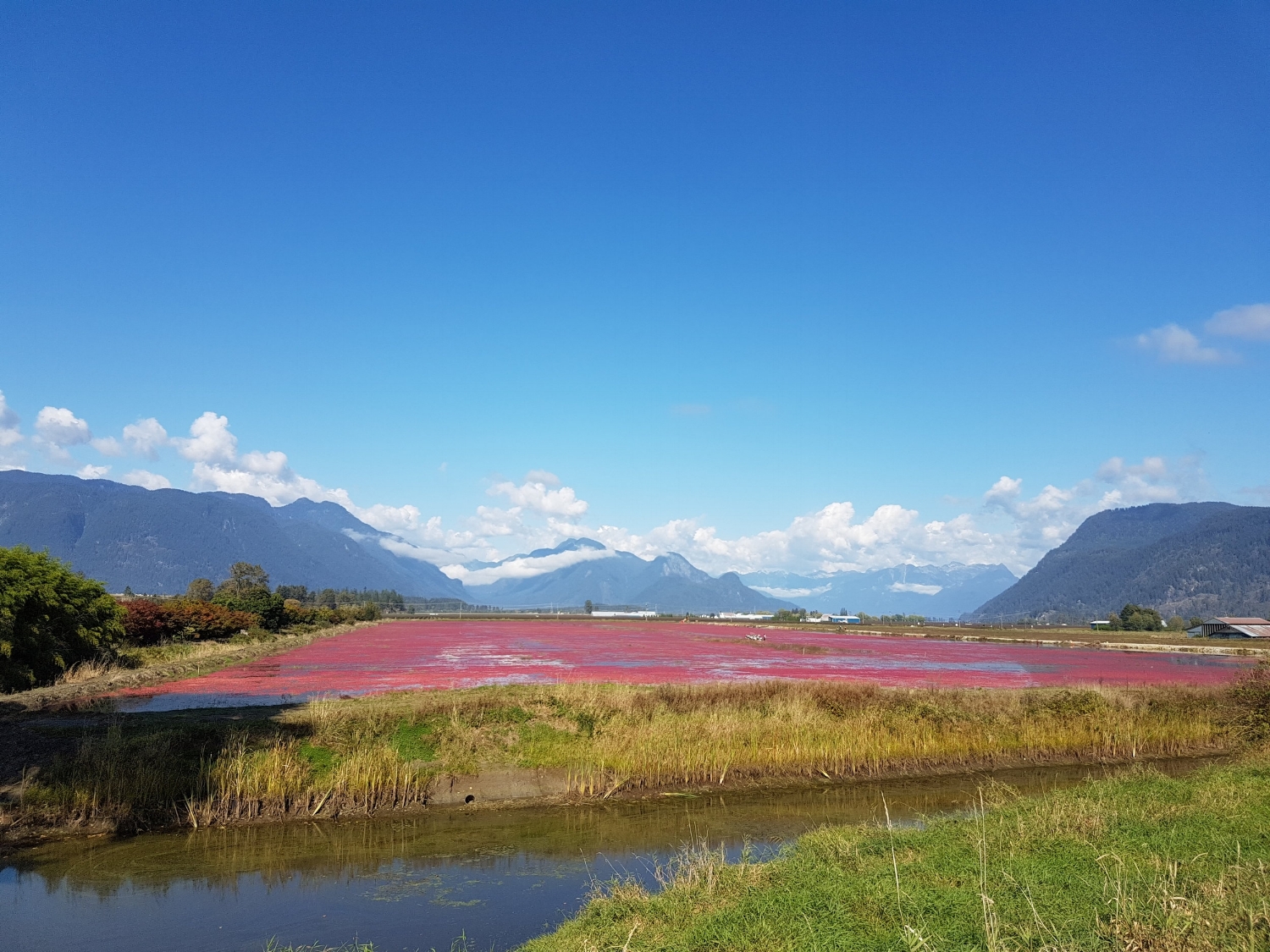 Cranberry fields during our one day bike and hike tour at Pitt Meadows