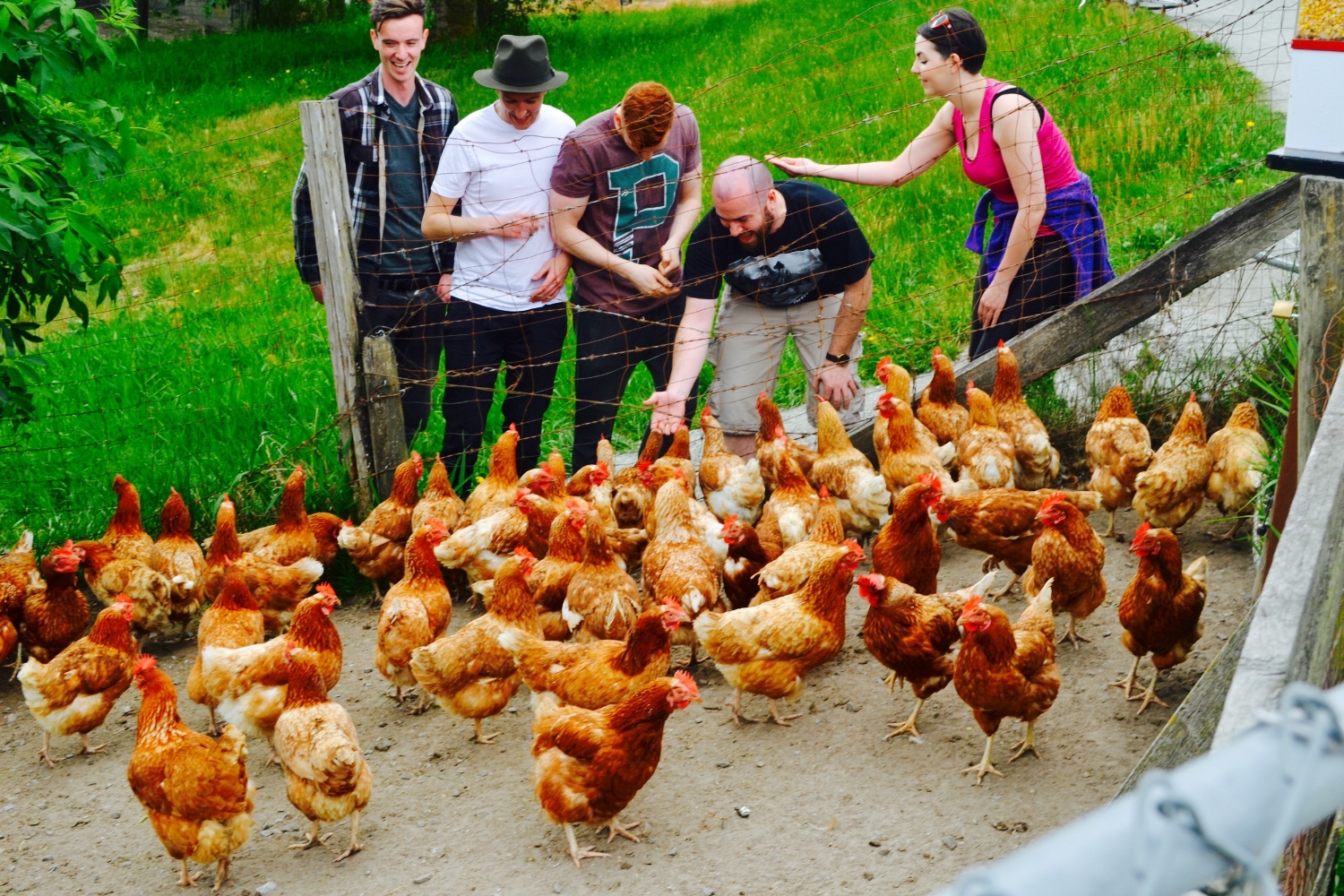 Feeding chickens during our one day Vancovuer Island bike tour