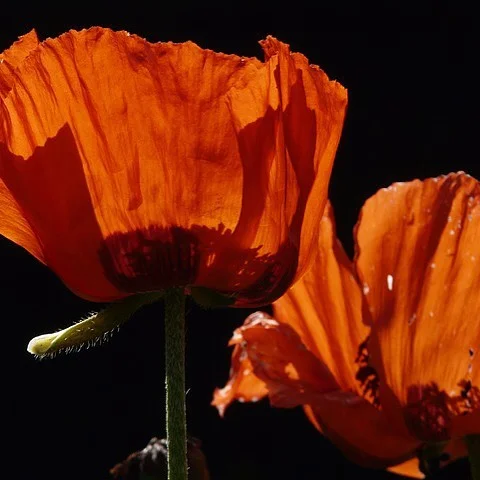 Both Symonds St and Takapuna stores are closed on Monday and reopen on Tuesday. Have a lovely ANZAC Day.